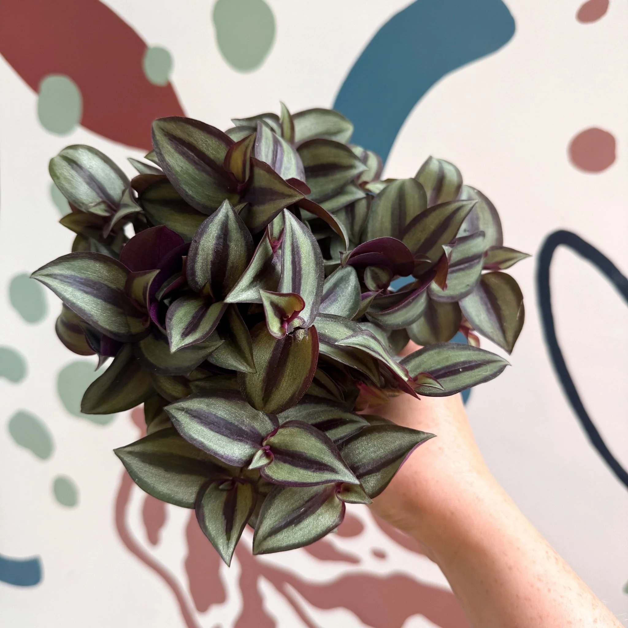 Tradescantia zebrina 'Silver Sicilian' - Silver Inch Plant - Image 10