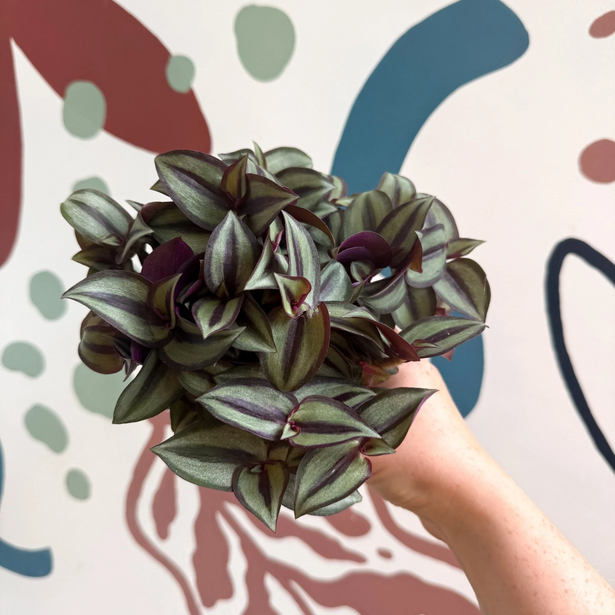 Tradescantia zebrina 'Silver Sicilian' - Silver Inch Plant - Image 11