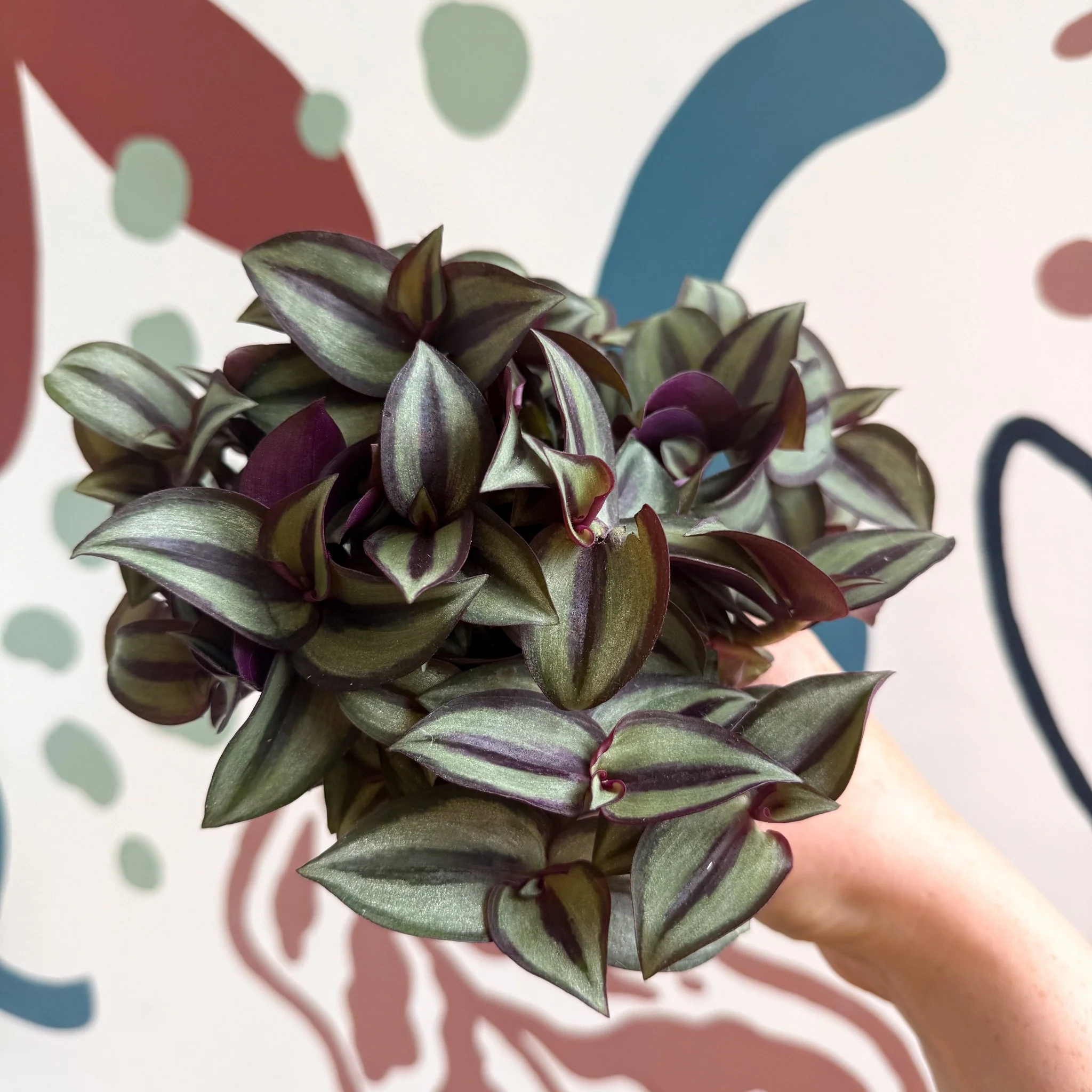 Tradescantia zebrina 'Silver Sicilian' - Silver Inch Plant - Image 12