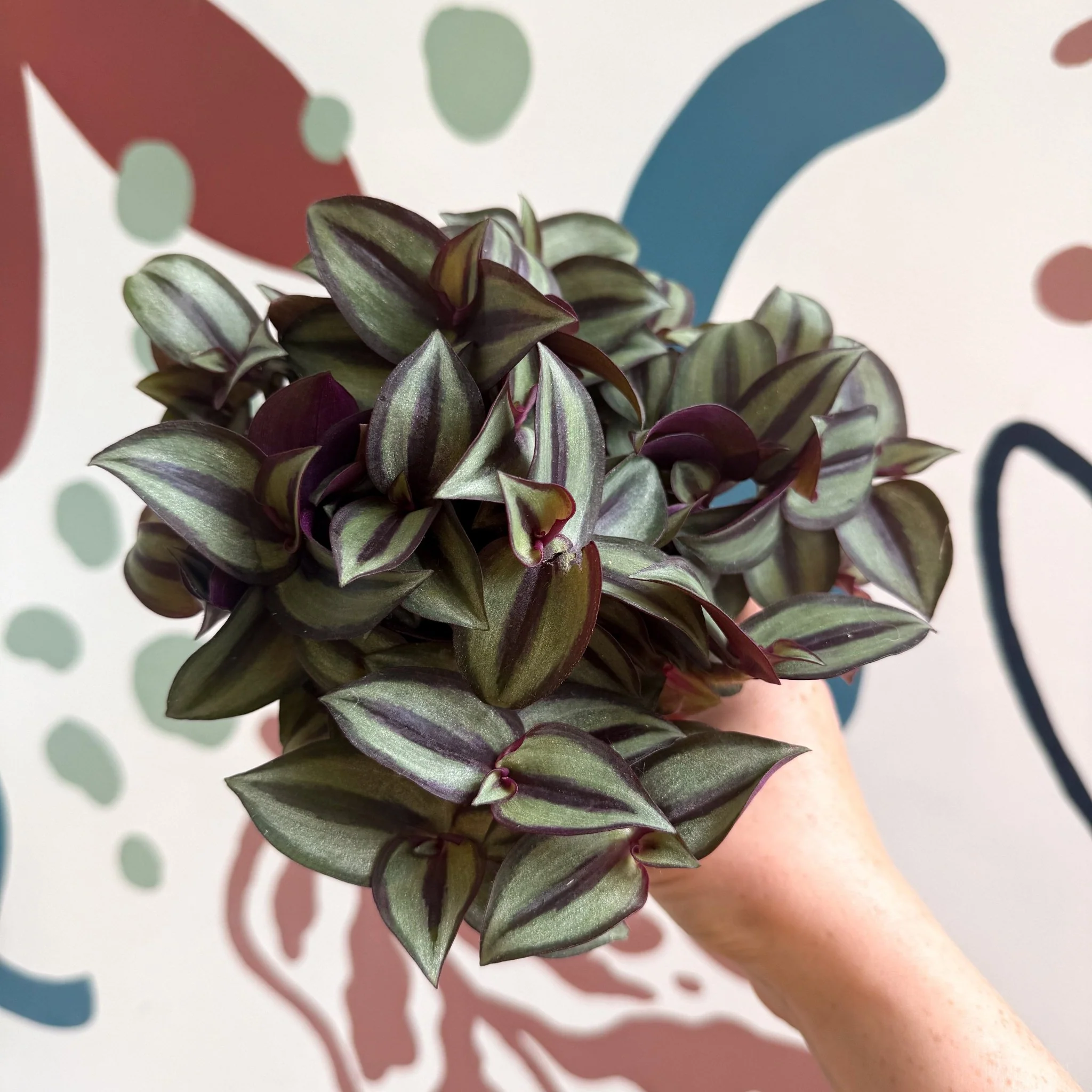 Tradescantia zebrina 'Silver Sicilian' - Silver Inch Plant - Image 13
