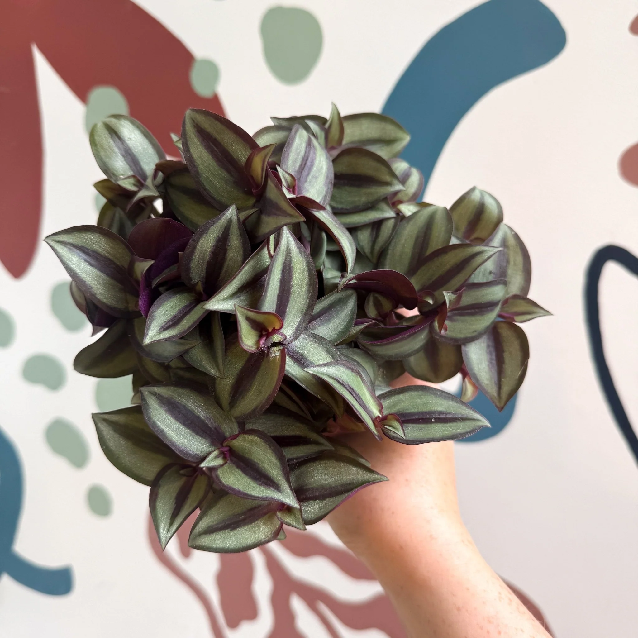 Tradescantia zebrina 'Silver Sicilian' - Silver Inch Plant - Image 14