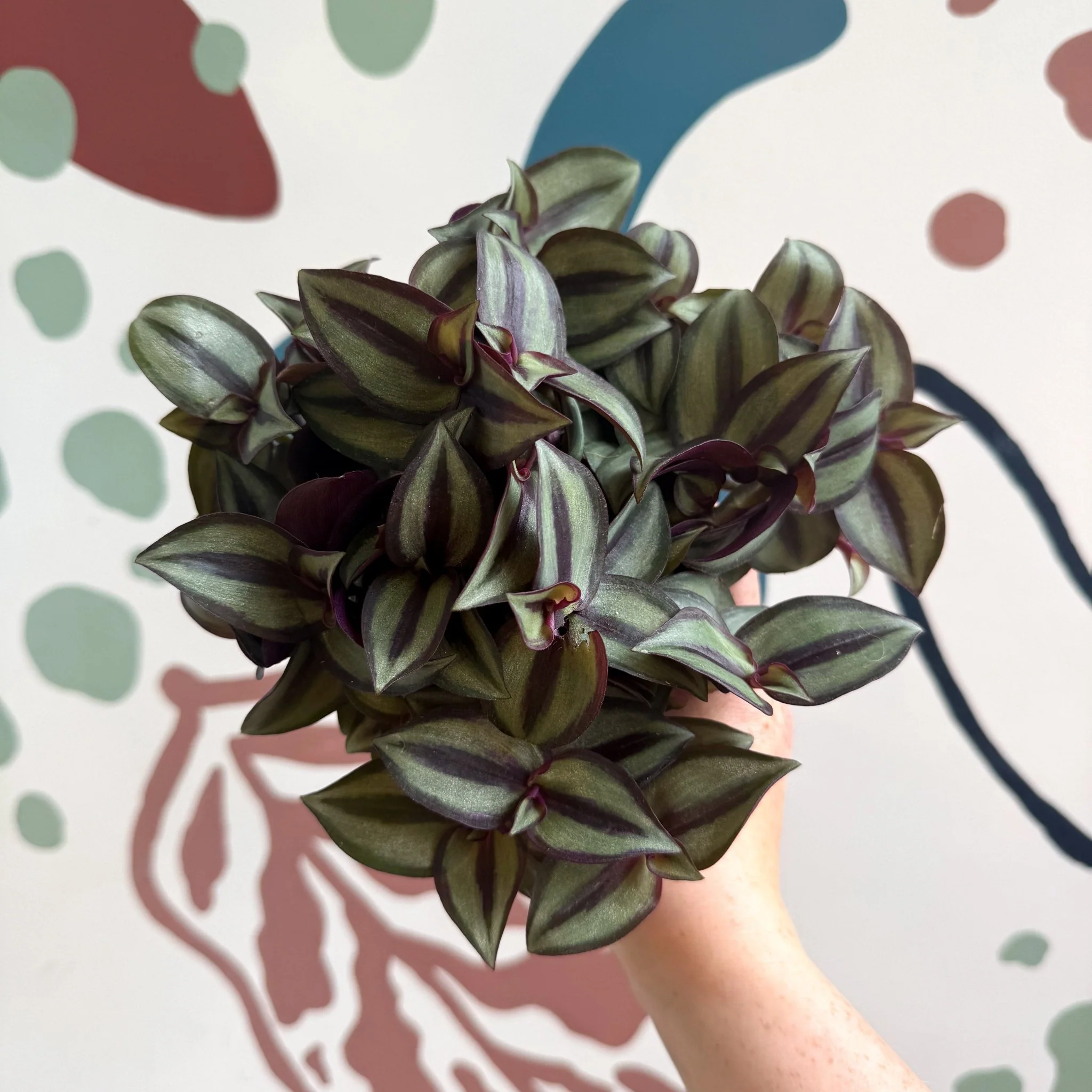 Tradescantia zebrina 'Silver Sicilian' - Silver Inch Plant - Image 15