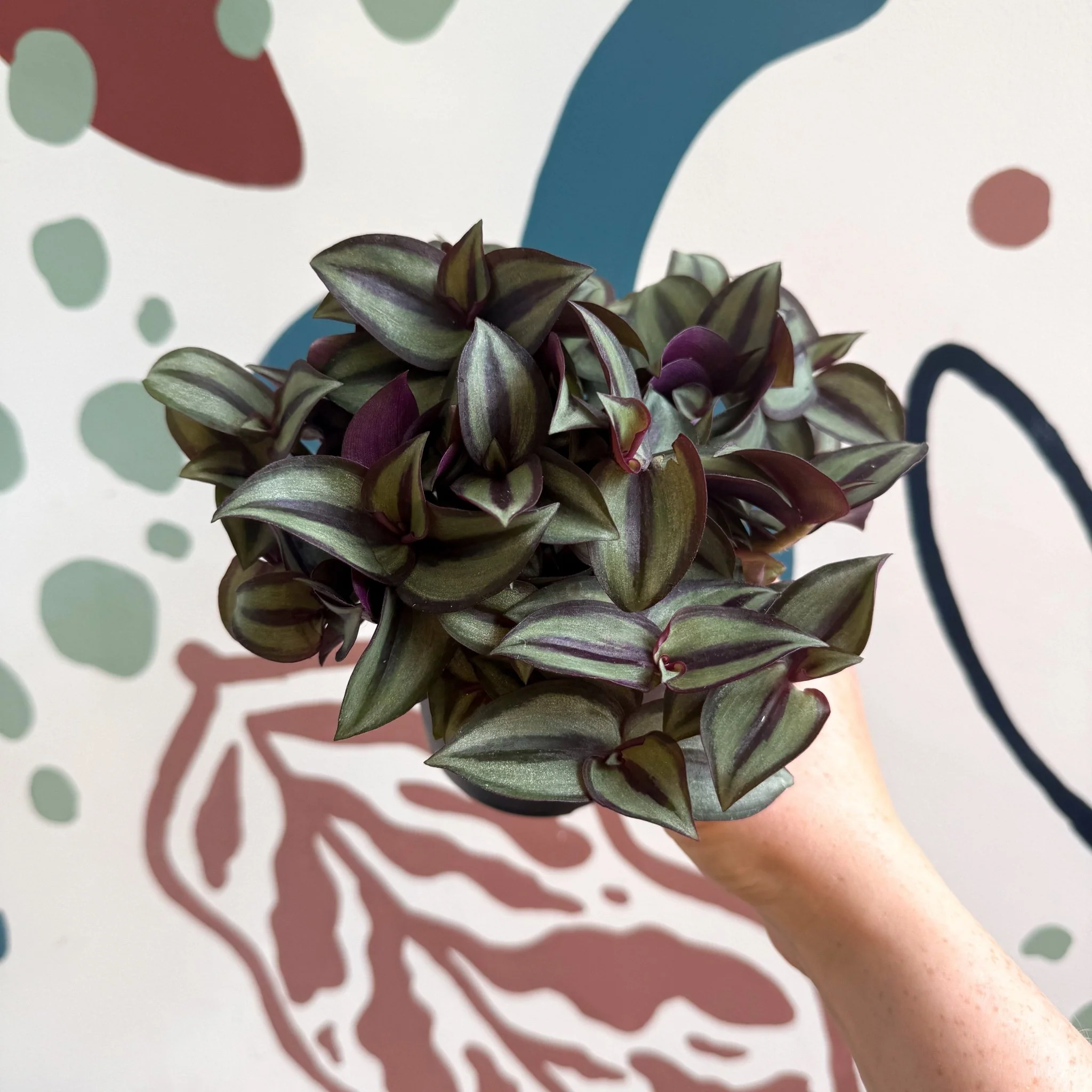 Tradescantia zebrina 'Silver Sicilian' - Silver Inch Plant - Image 2