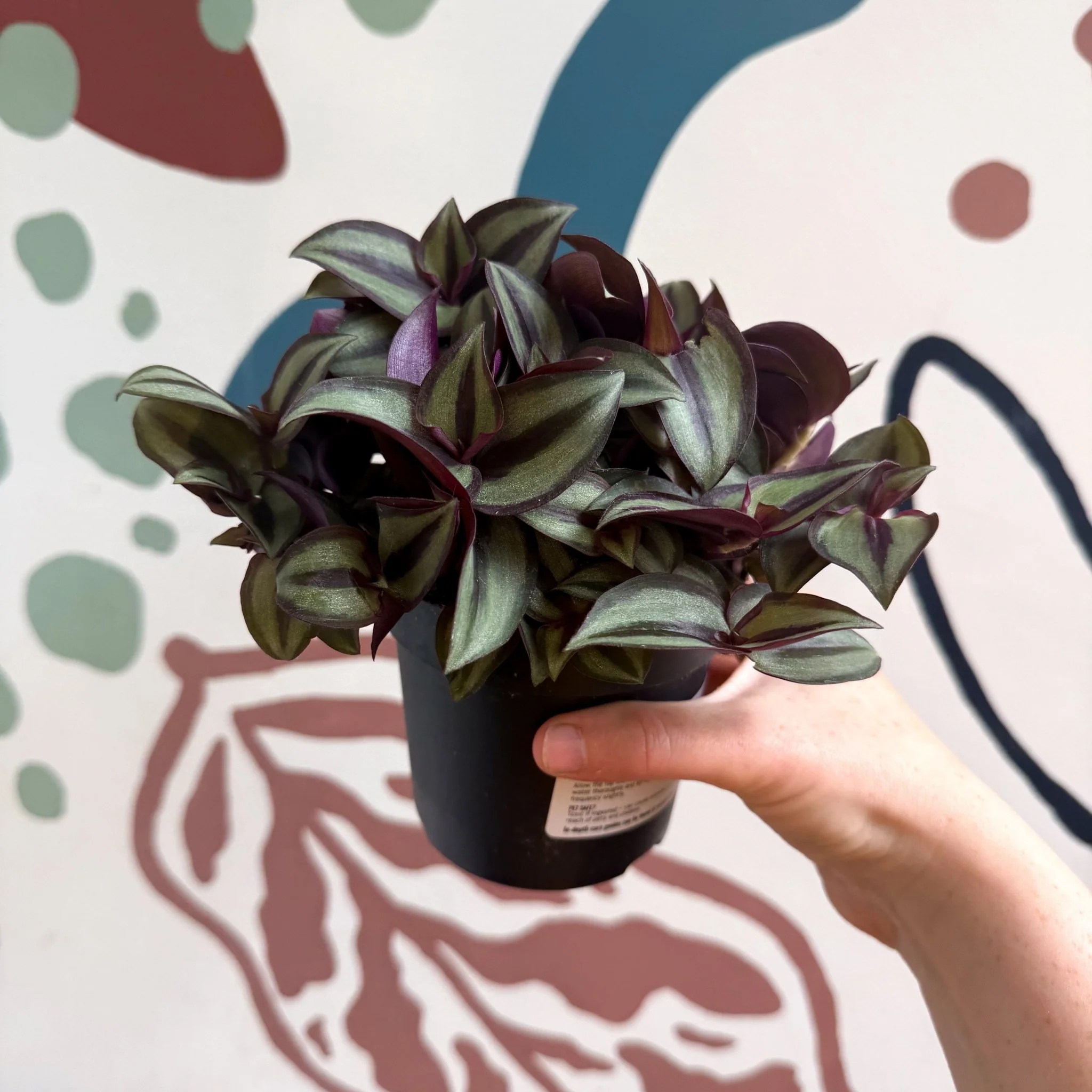 Tradescantia zebrina 'Silver Sicilian' - Silver Inch Plant - Image 3