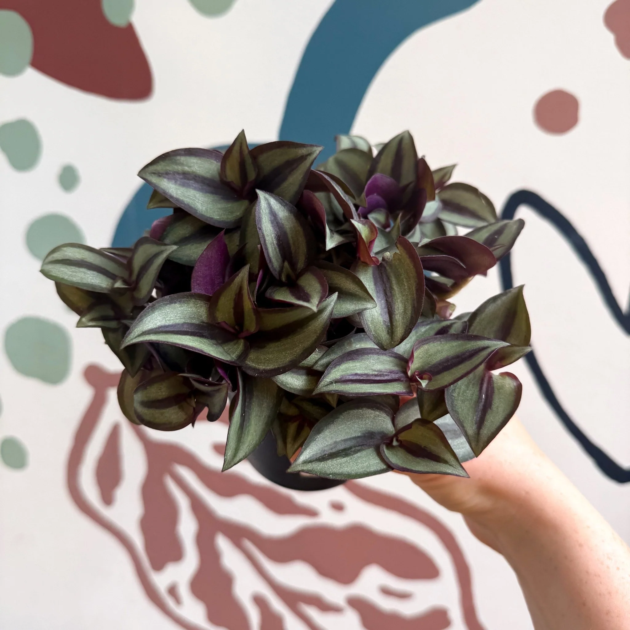 Tradescantia zebrina 'Silver Sicilian' - Silver Inch Plant - Image 4
