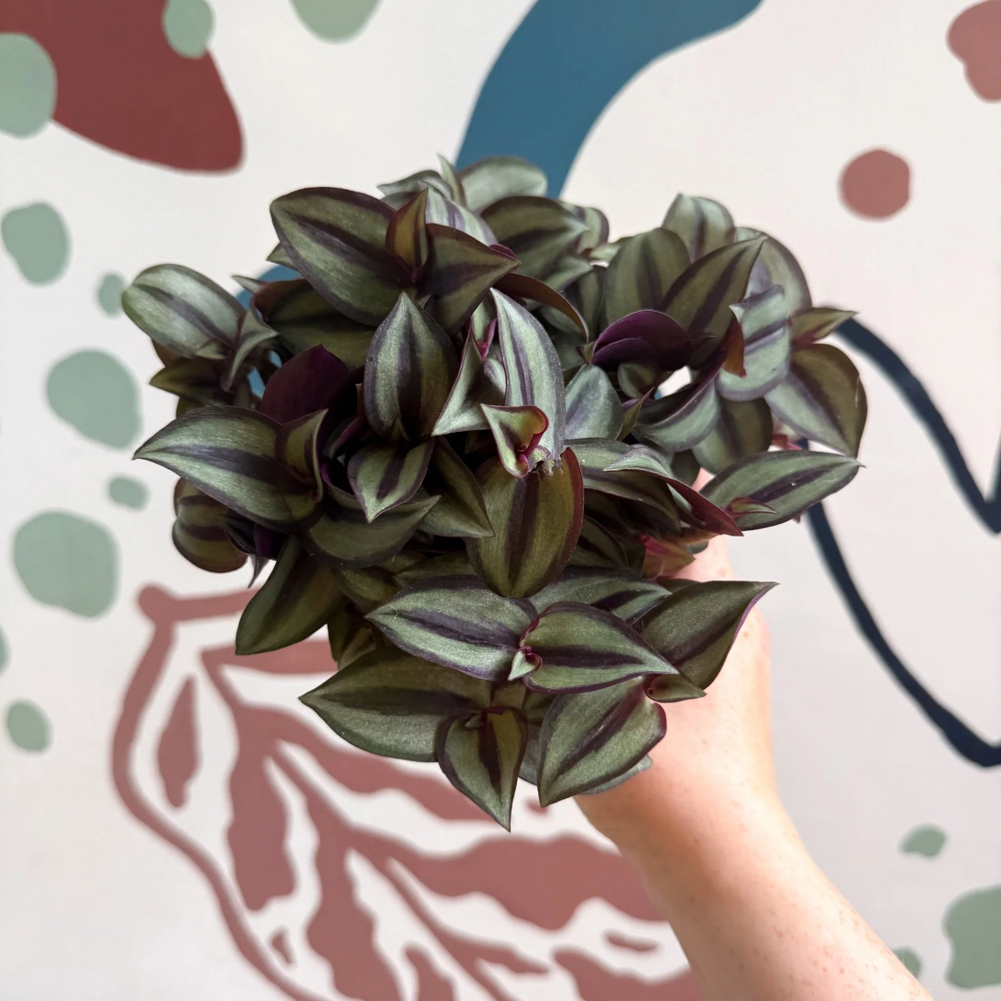 Tradescantia zebrina 'Silver Sicilian' - Silver Inch Plant - Image 5