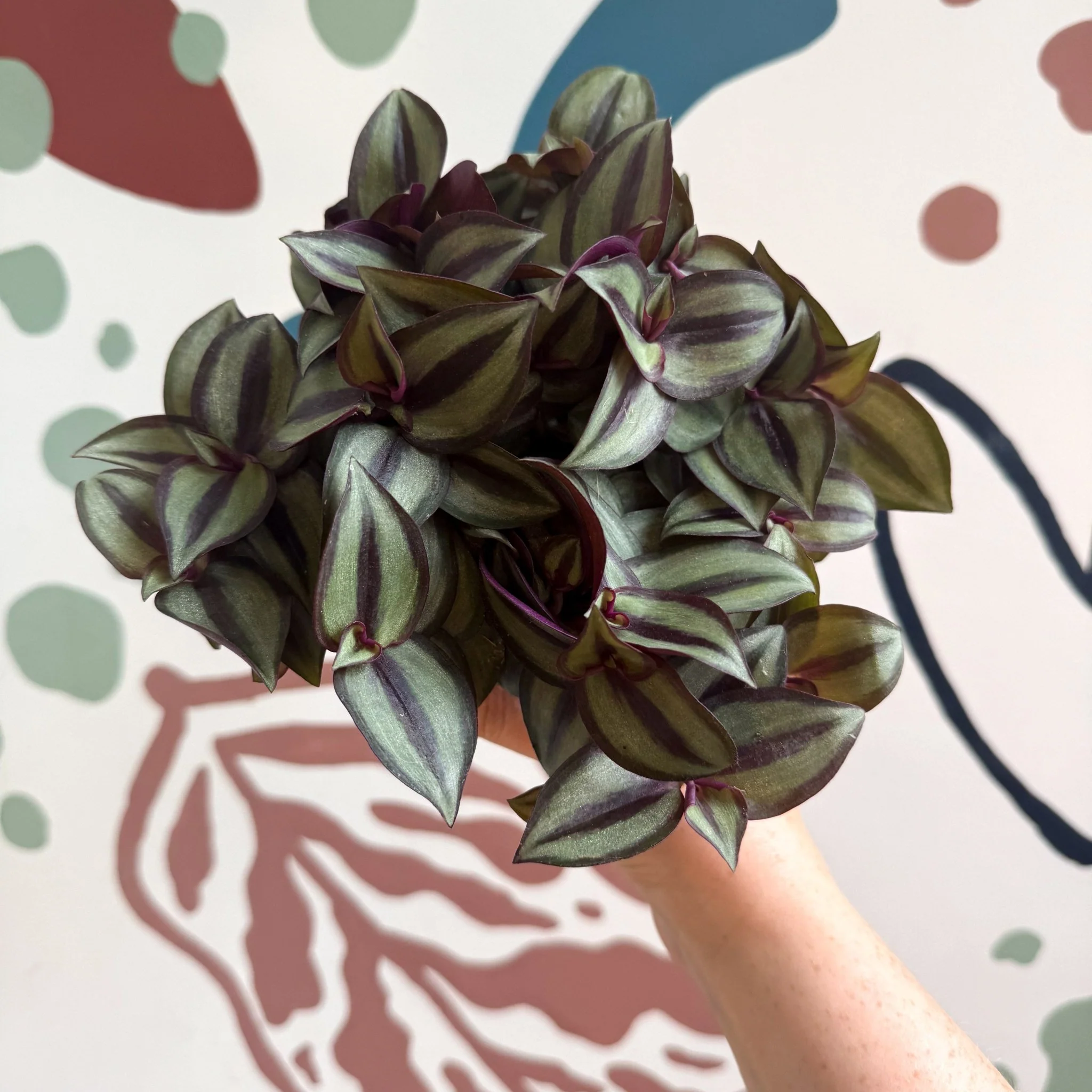 Tradescantia zebrina 'Silver Sicilian' - Silver Inch Plant - Image 6