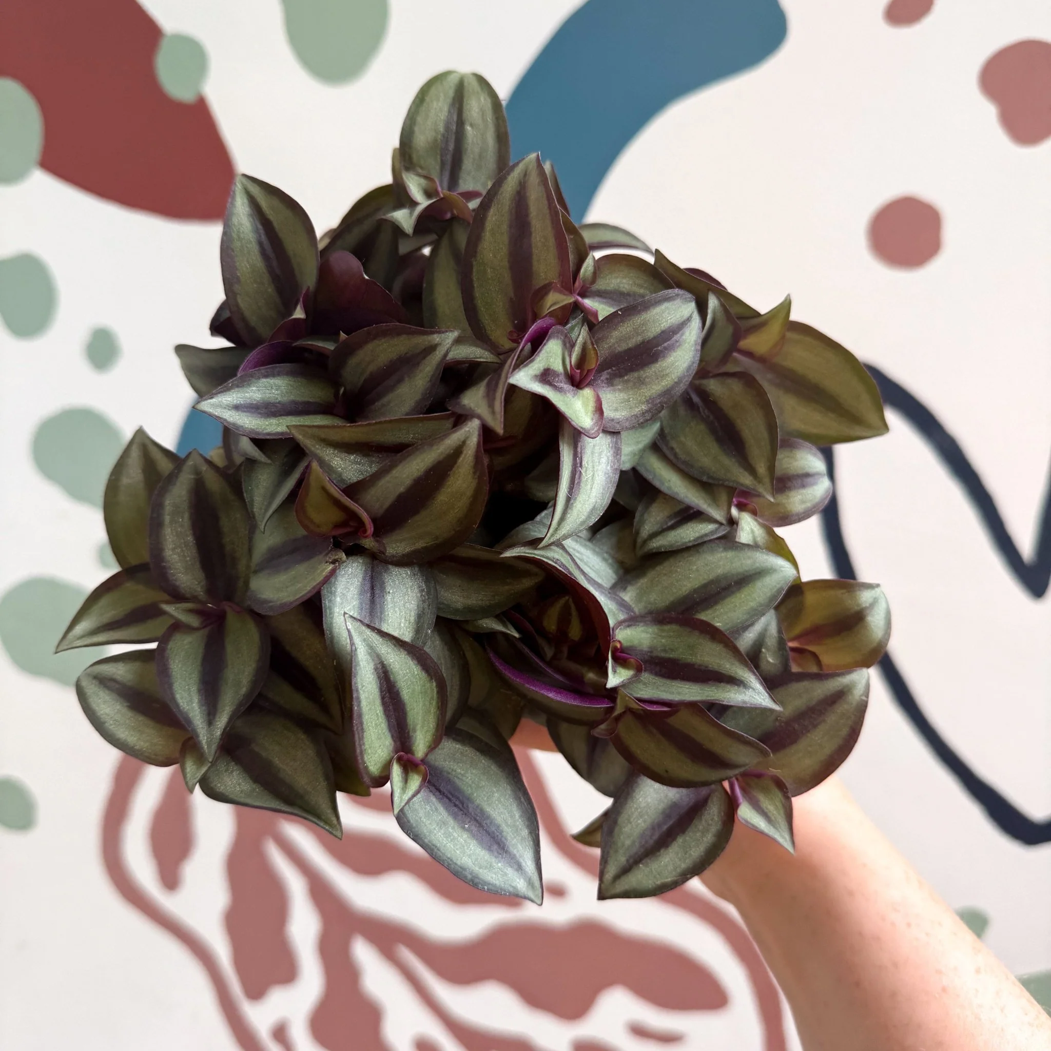 Tradescantia zebrina 'Silver Sicilian' - Silver Inch Plant - Image 7