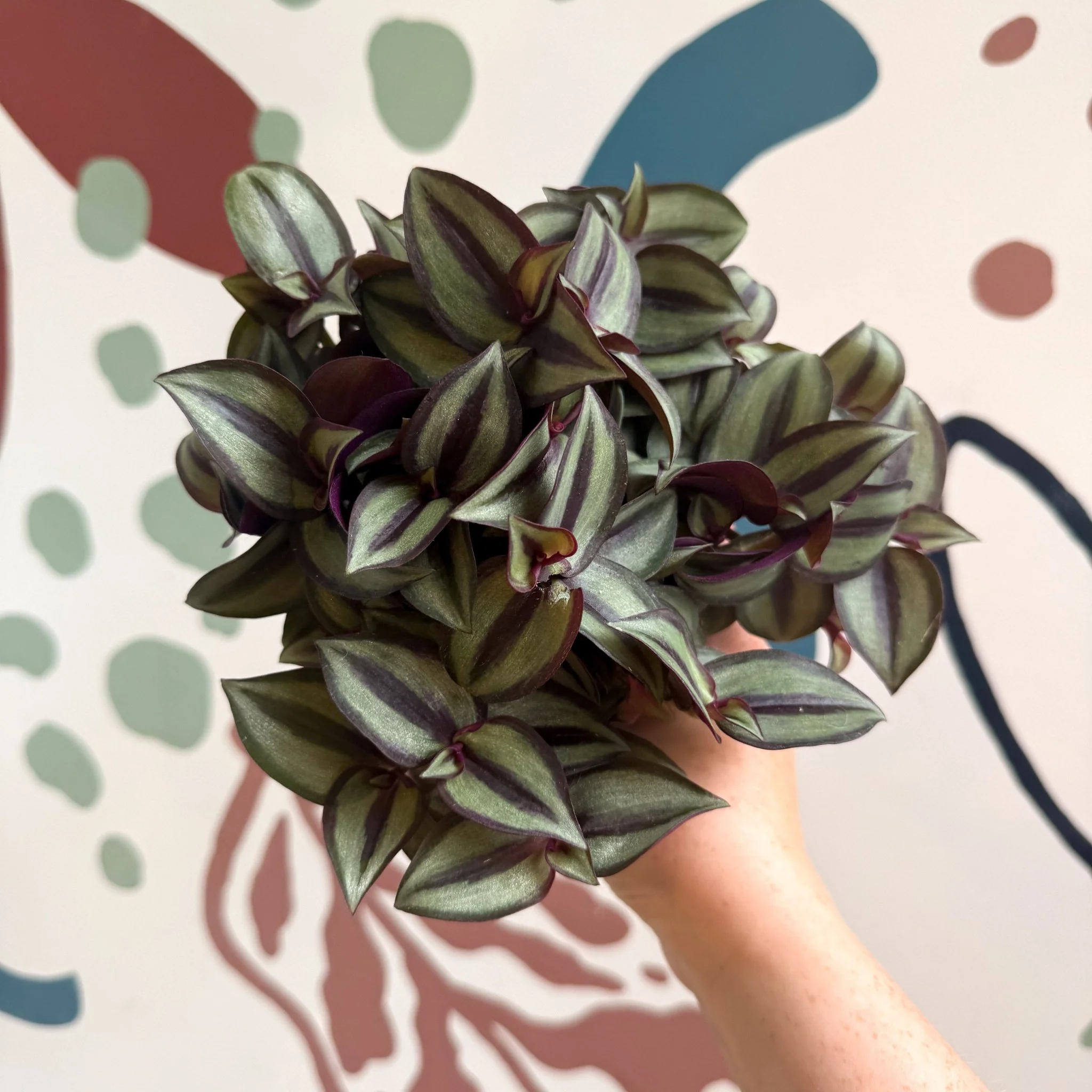 Tradescantia zebrina 'Silver Sicilian' - Silver Inch Plant - Image 8