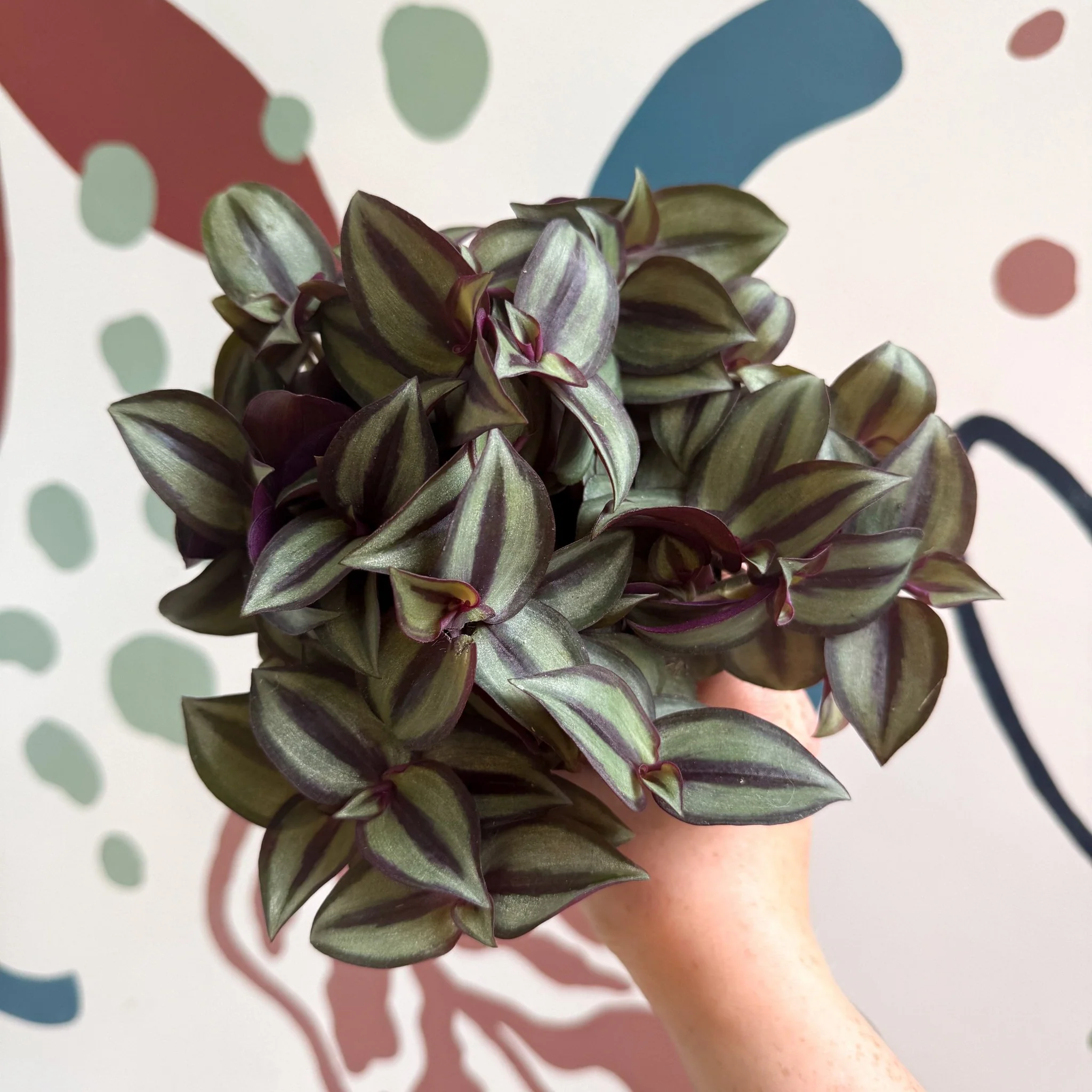 Tradescantia zebrina 'Silver Sicilian' - Silver Inch Plant - Image 9