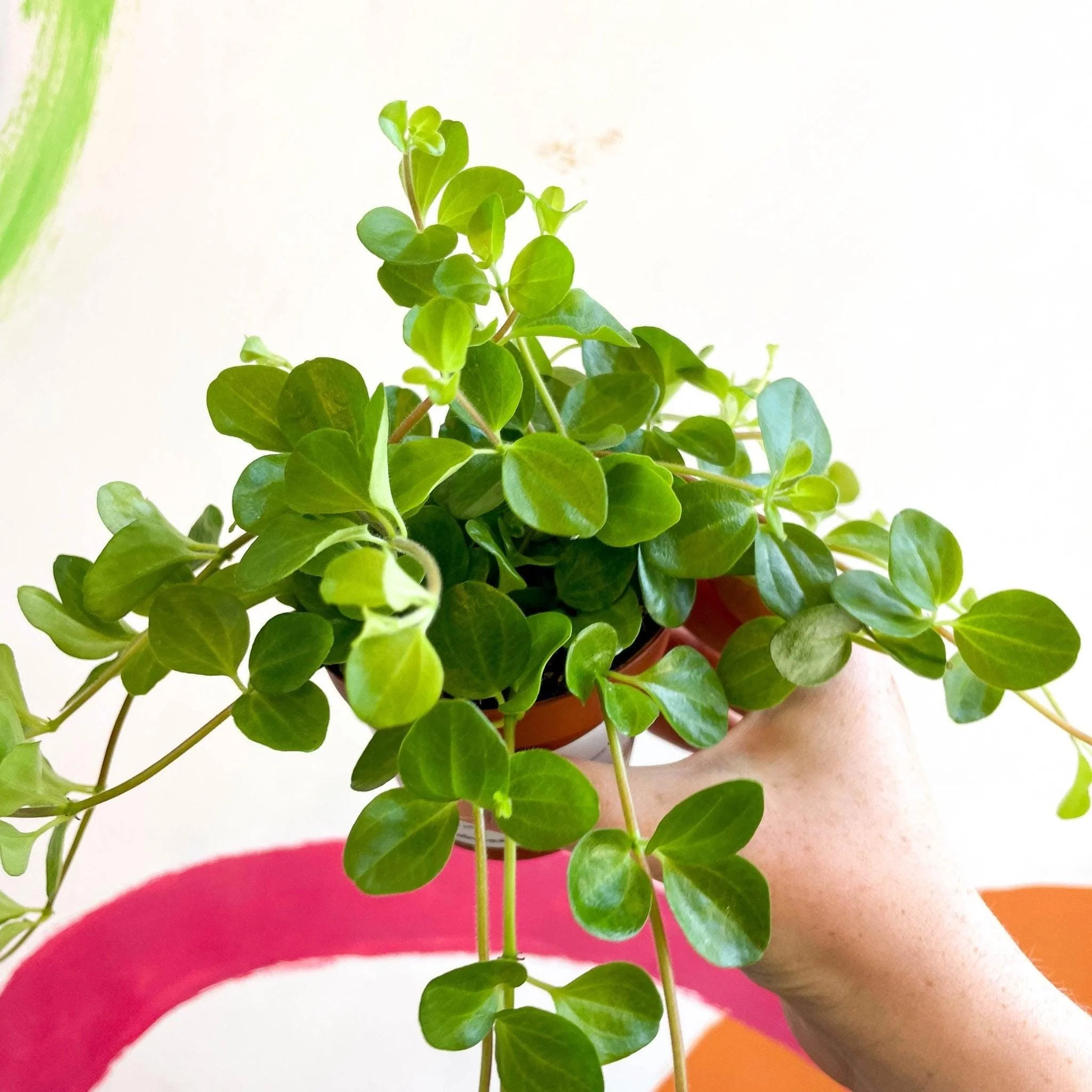 Peperomia rotundifolia - Trailing Jade Plant - Image 10
