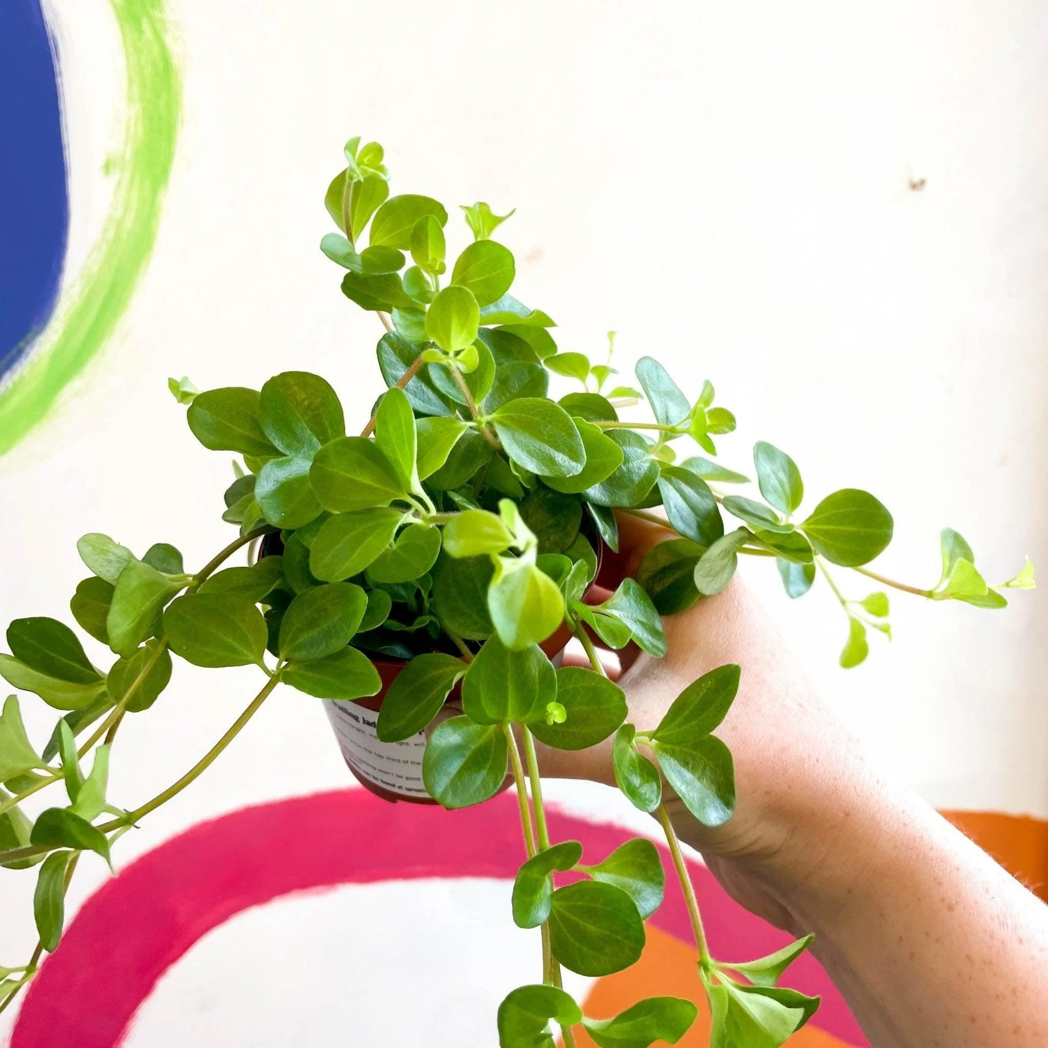 Peperomia rotundifolia - Trailing Jade Plant - Image 6