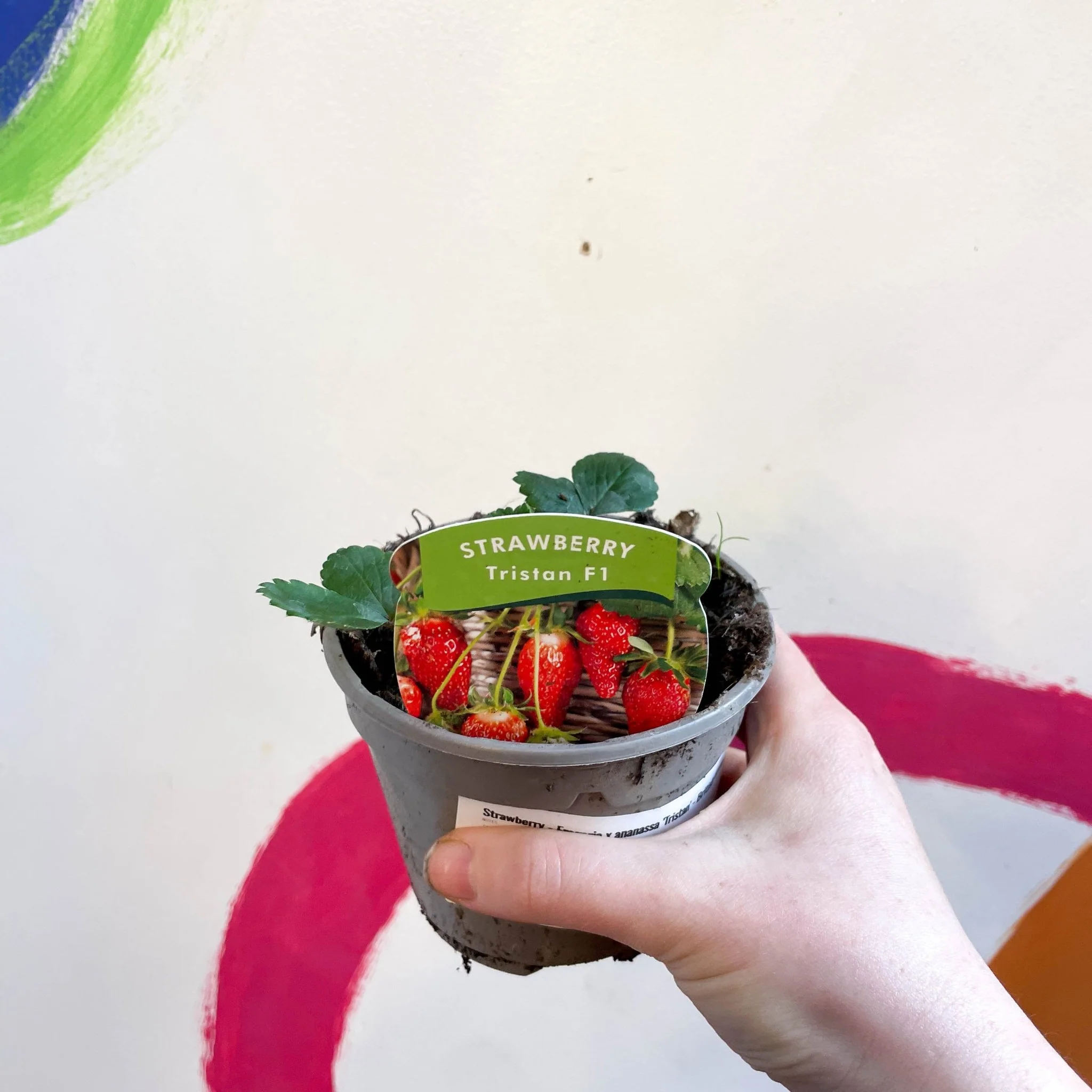 Strawberry - Fragaria x ananassa 'Tristan' - British Grown