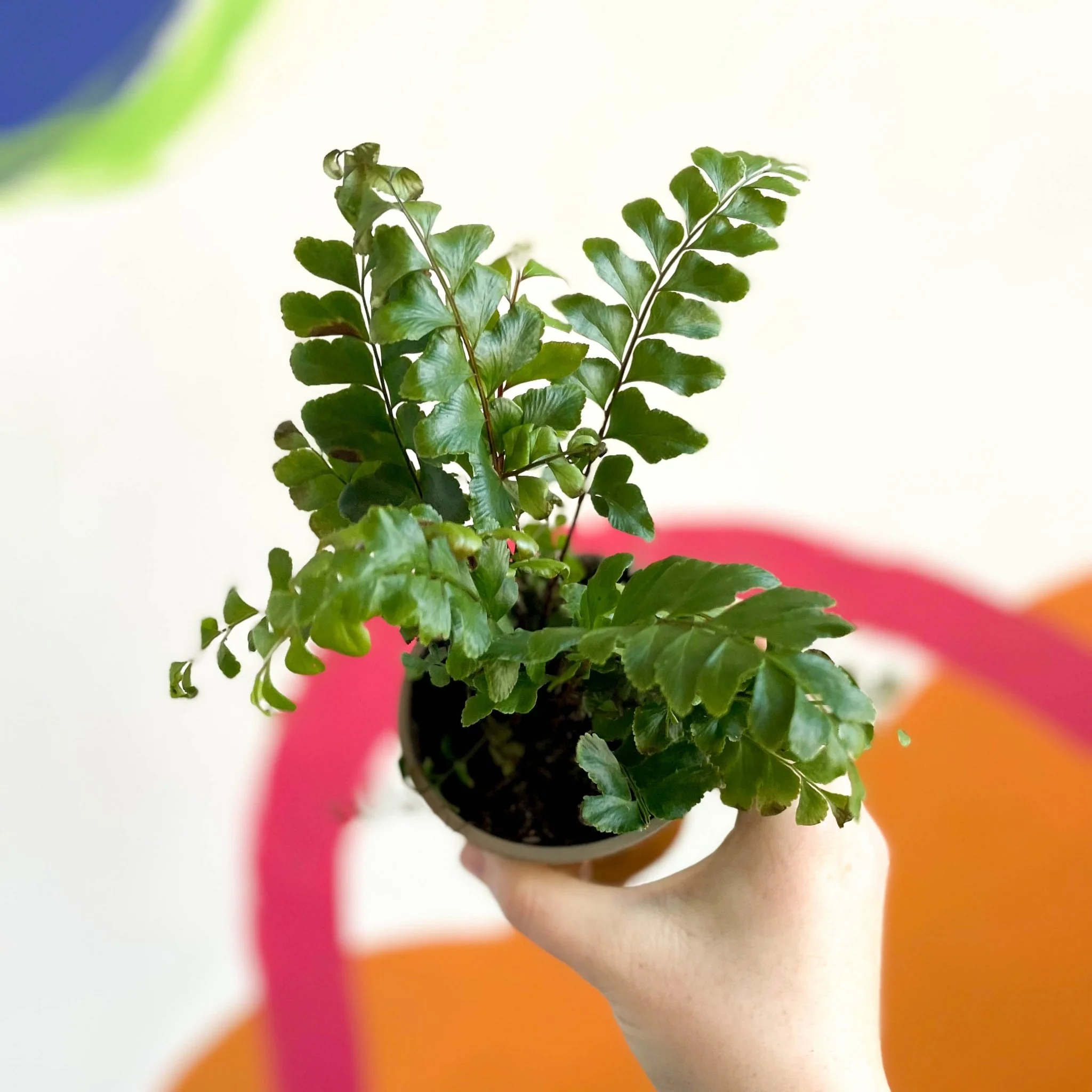 Didymochlaena truncatula - Tree Maidenhair Fern - British Grown - Image 5