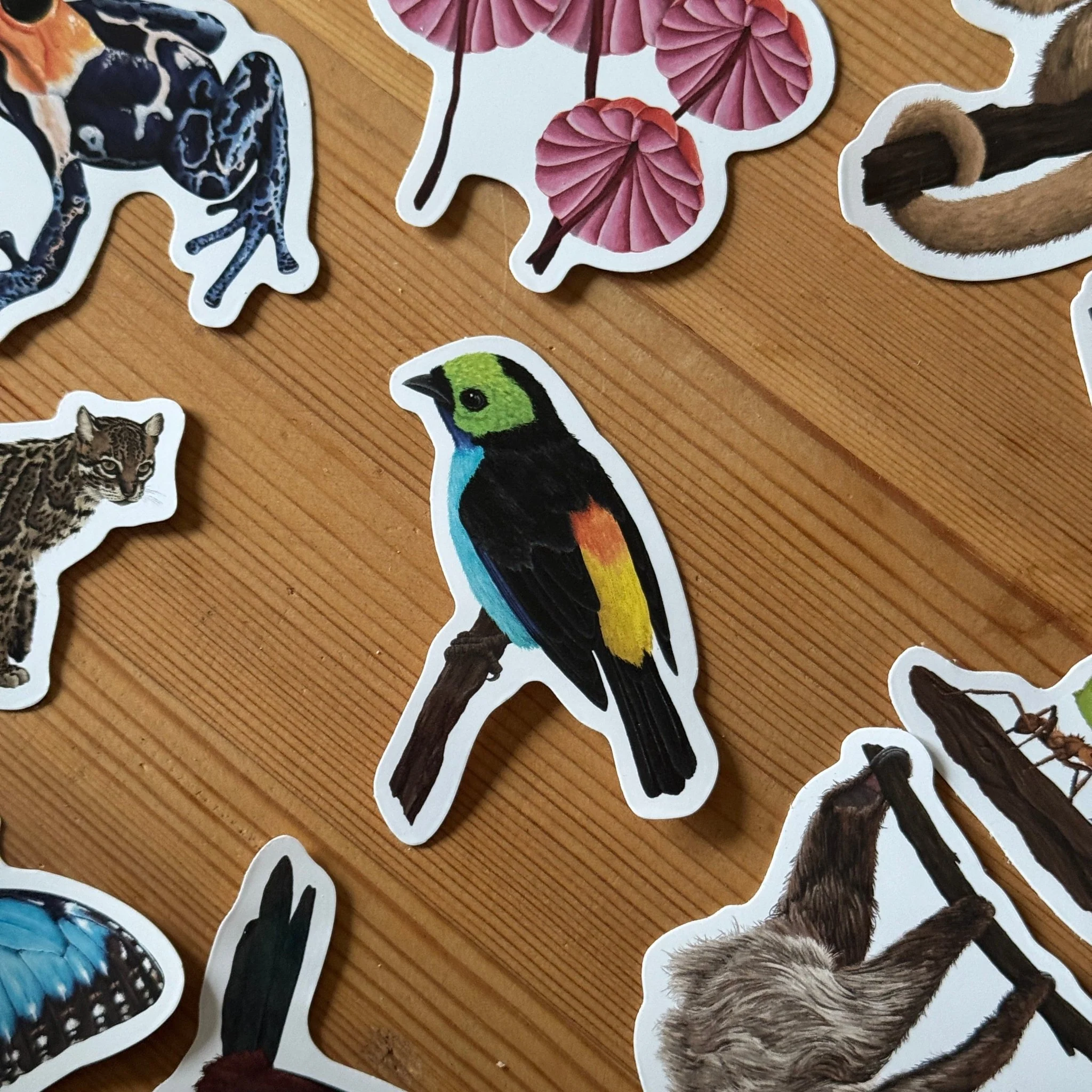 Tropical Paradise Bird Amazon Wildlife Vinyl Sticker [Beneath the Canopy RHS Collab] - Image 3