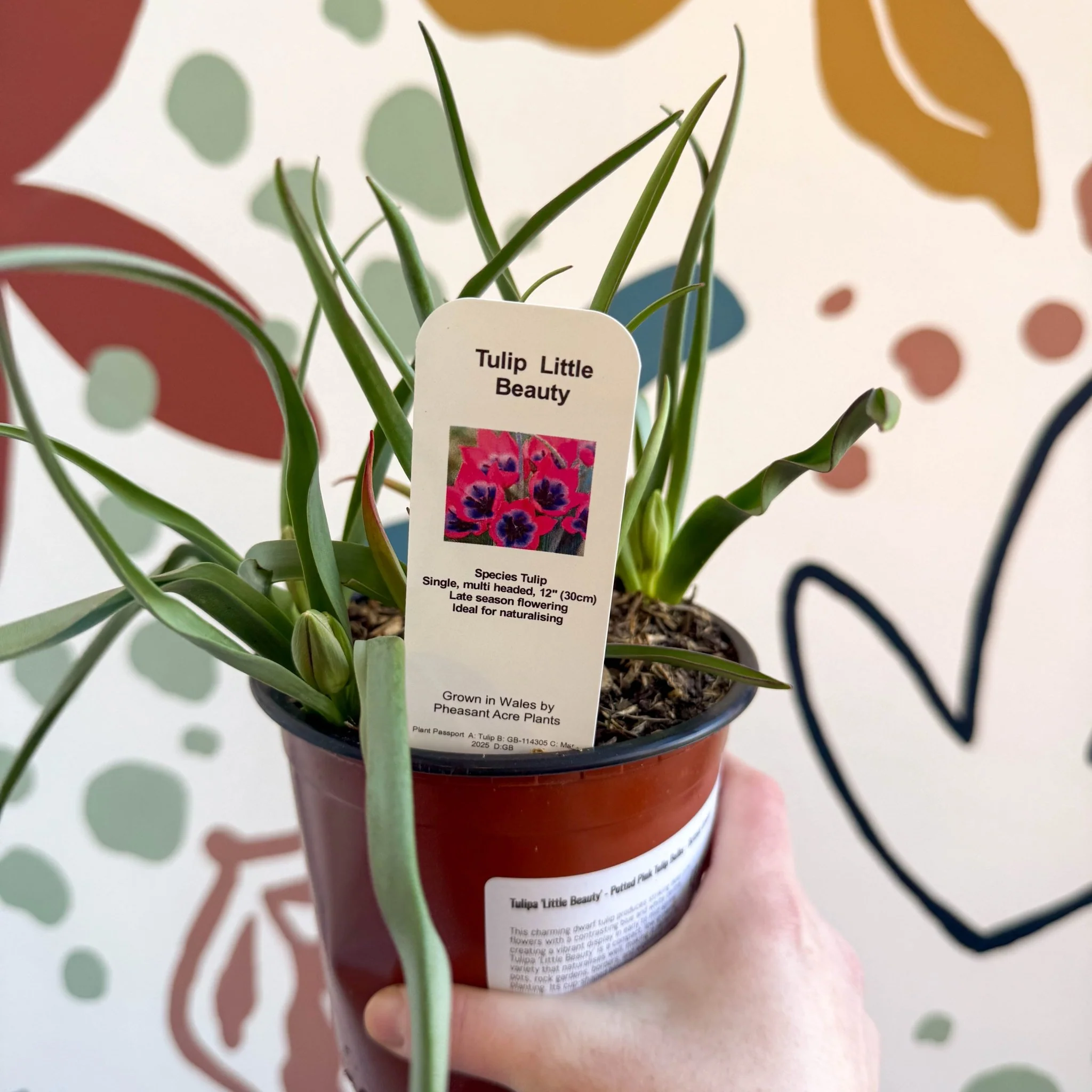 Tulipa 'Little Beauty' - Potted Pink Tulip Bulbs - British Grown