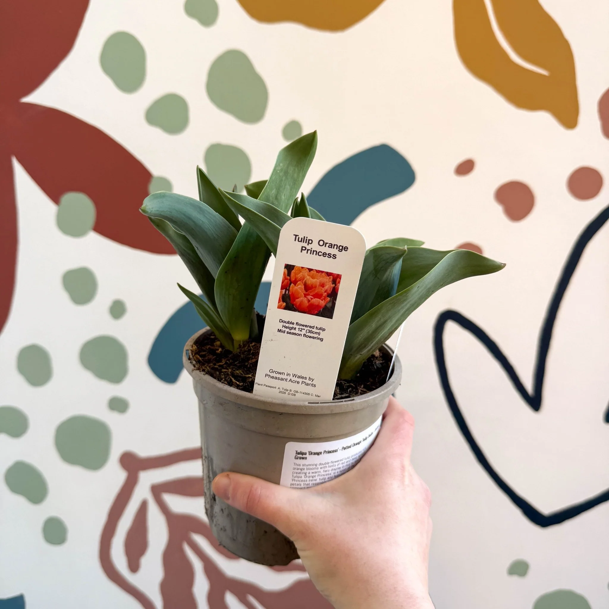 Tulipa 'Orange Princess' - Potted Orange Tulip Bulbs - British Grown