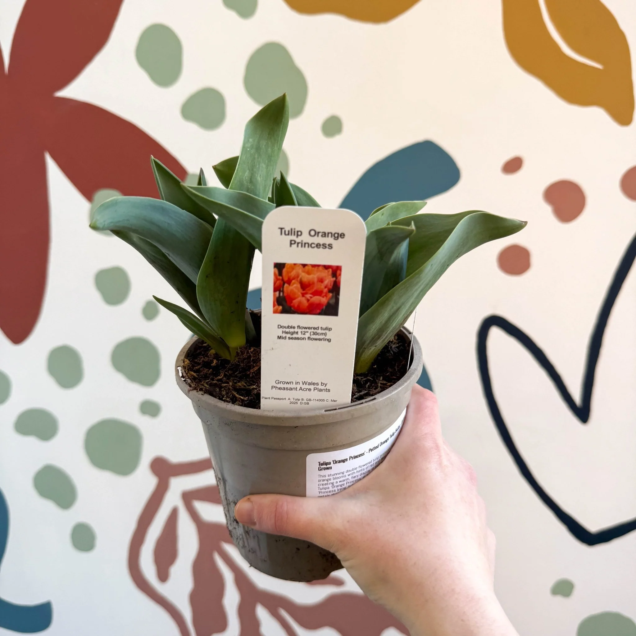 Tulipa 'Orange Princess' - Potted Orange Tulip Bulbs - British Grown - Image 4