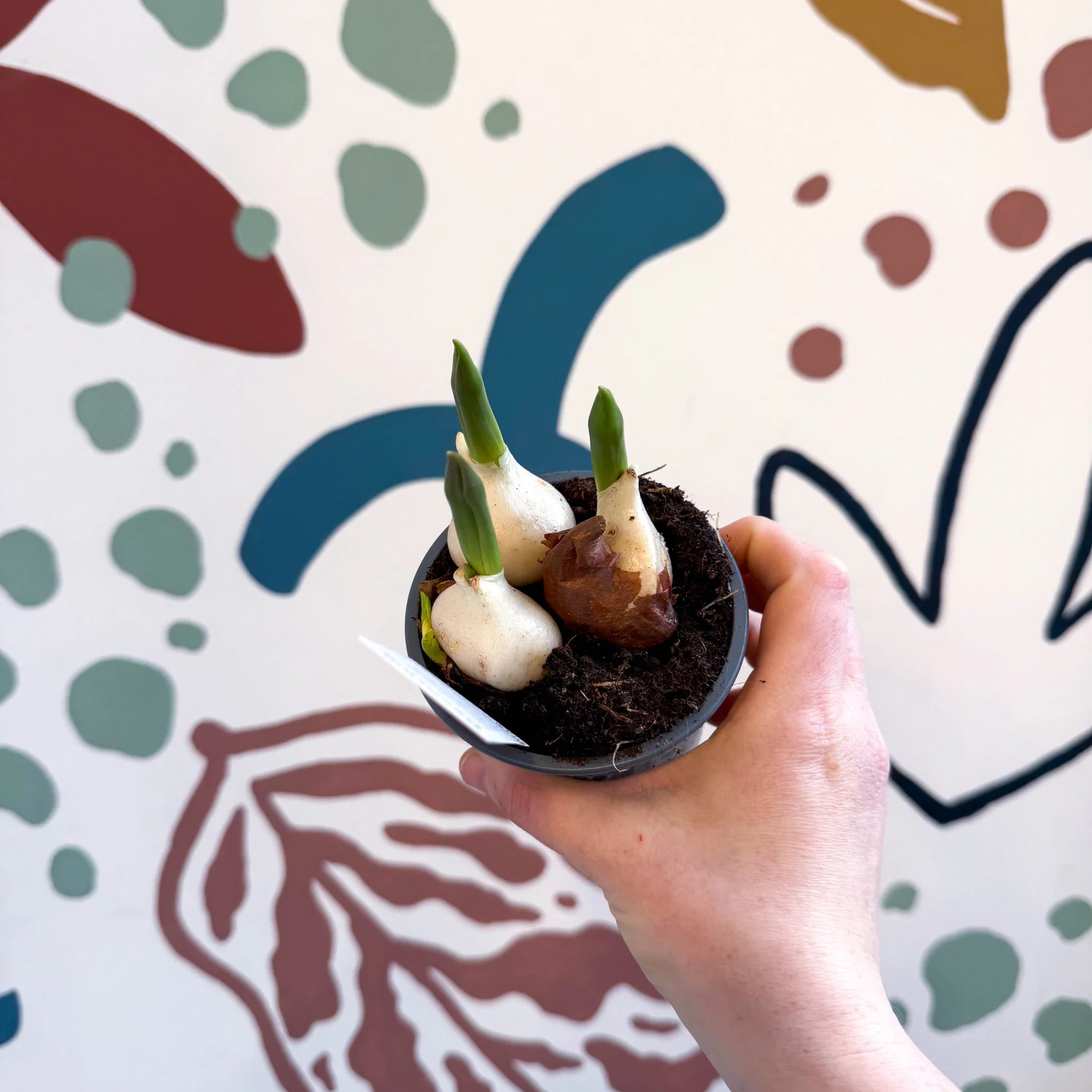 Tulipa ‘Purple’ - Potted Purple Tulip Bulbs - Image 6