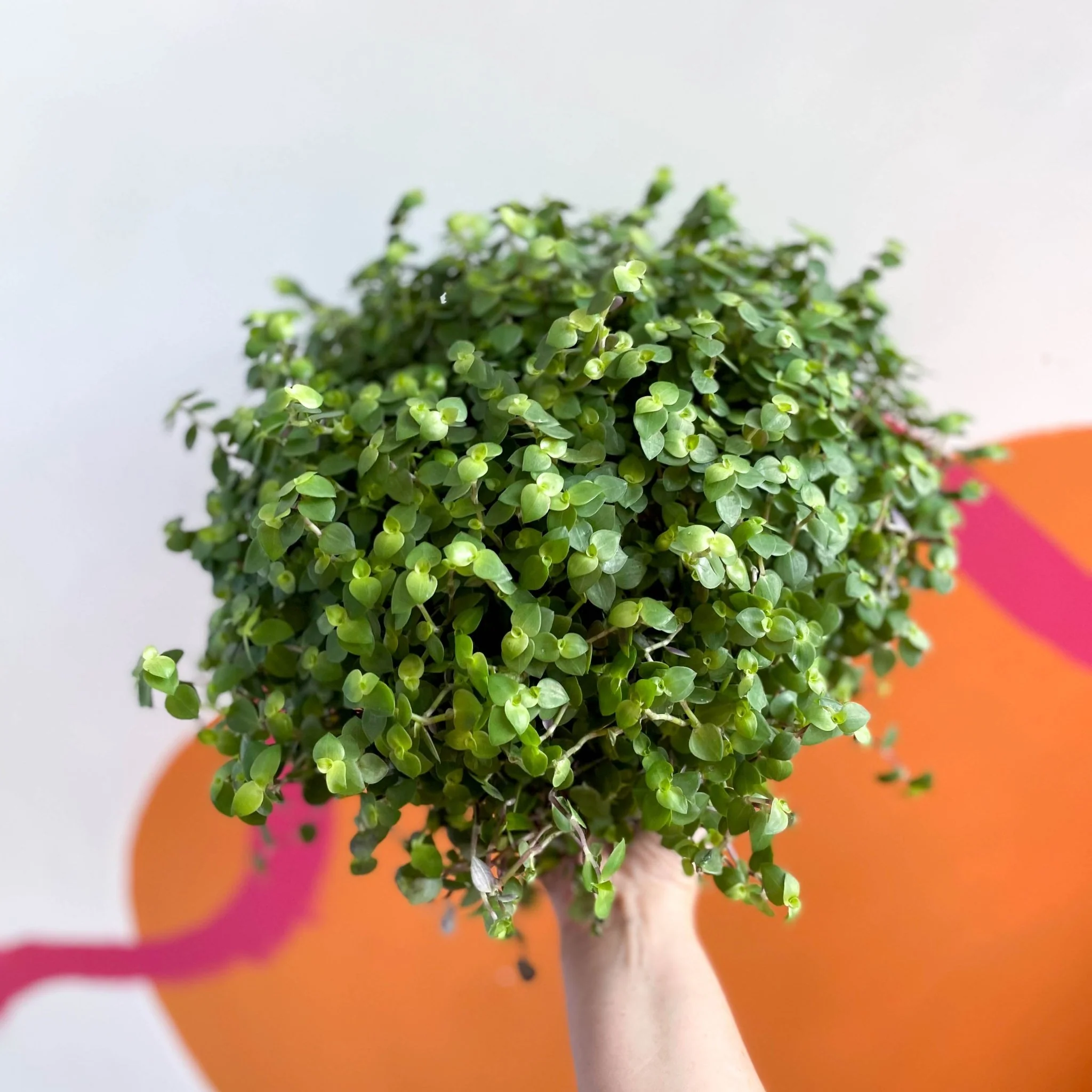 Callisia repens - Turtle Vine / Creeping Inch Plant