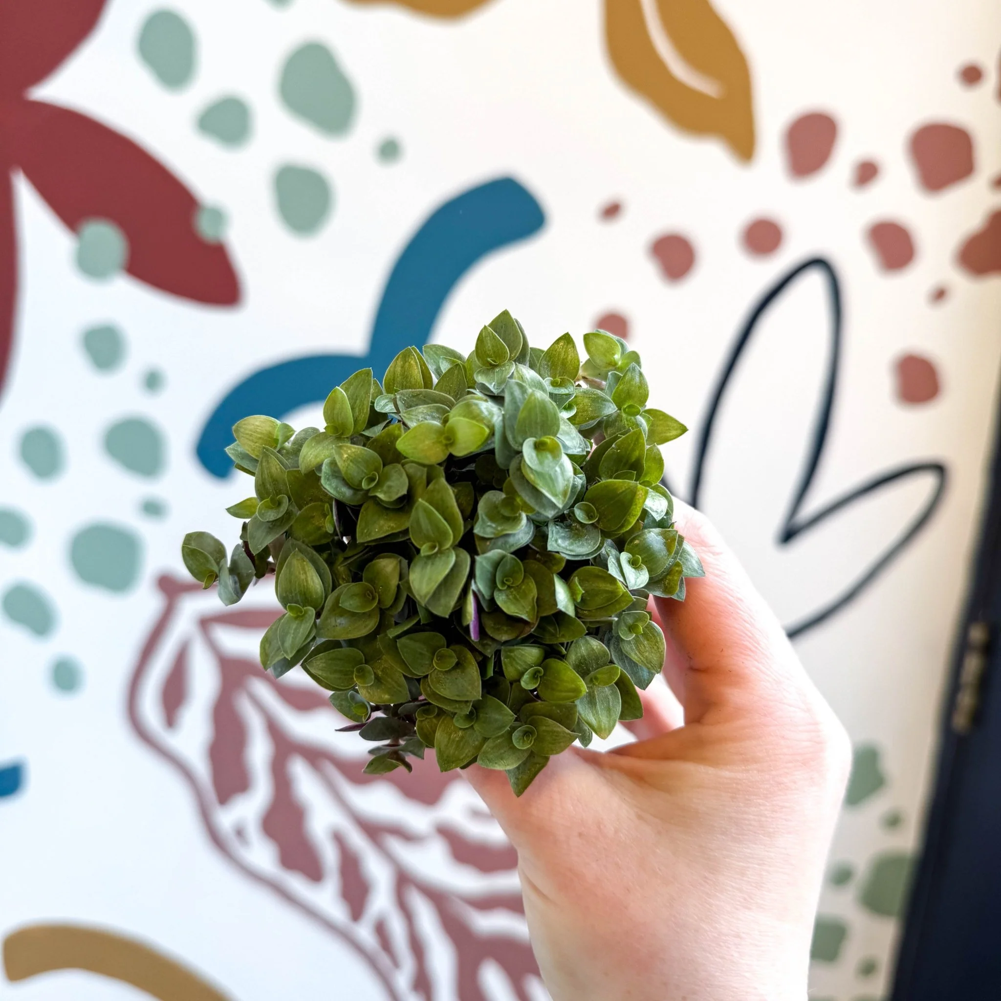 Callisia repens - Turtle Vine / Creeping Inch Plant - Image 10
