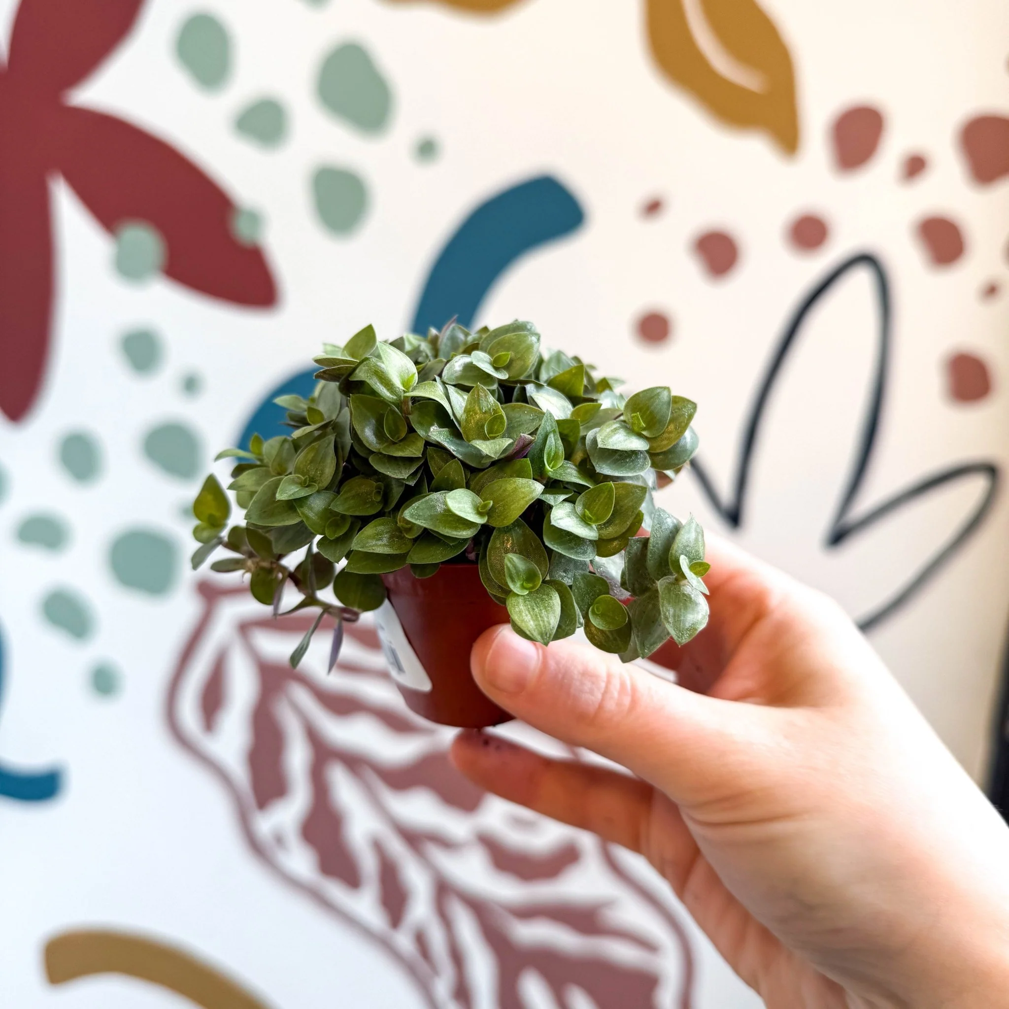 Callisia repens - Turtle Vine / Creeping Inch Plant - Image 11
