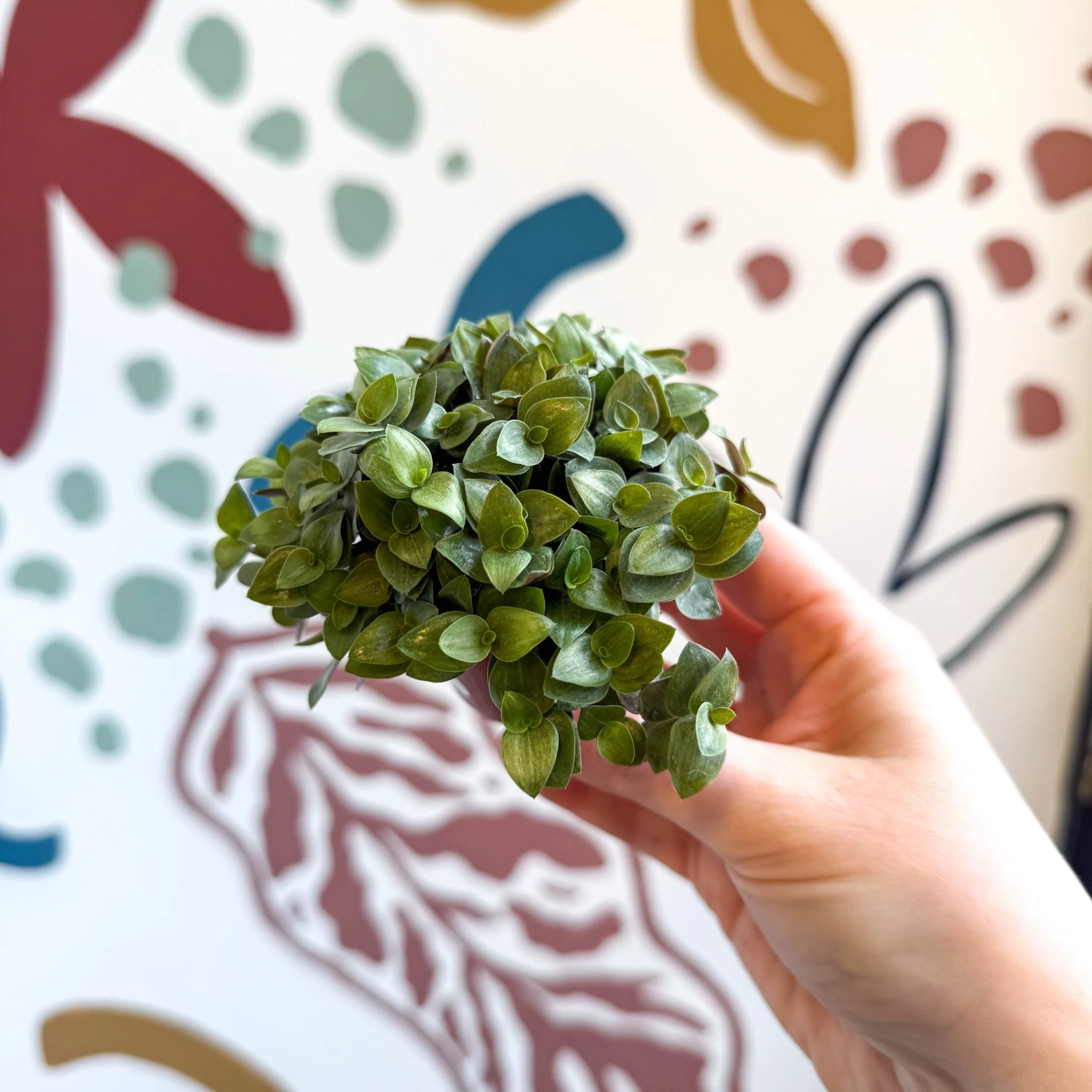 Callisia repens - Turtle Vine / Creeping Inch Plant - Image 12