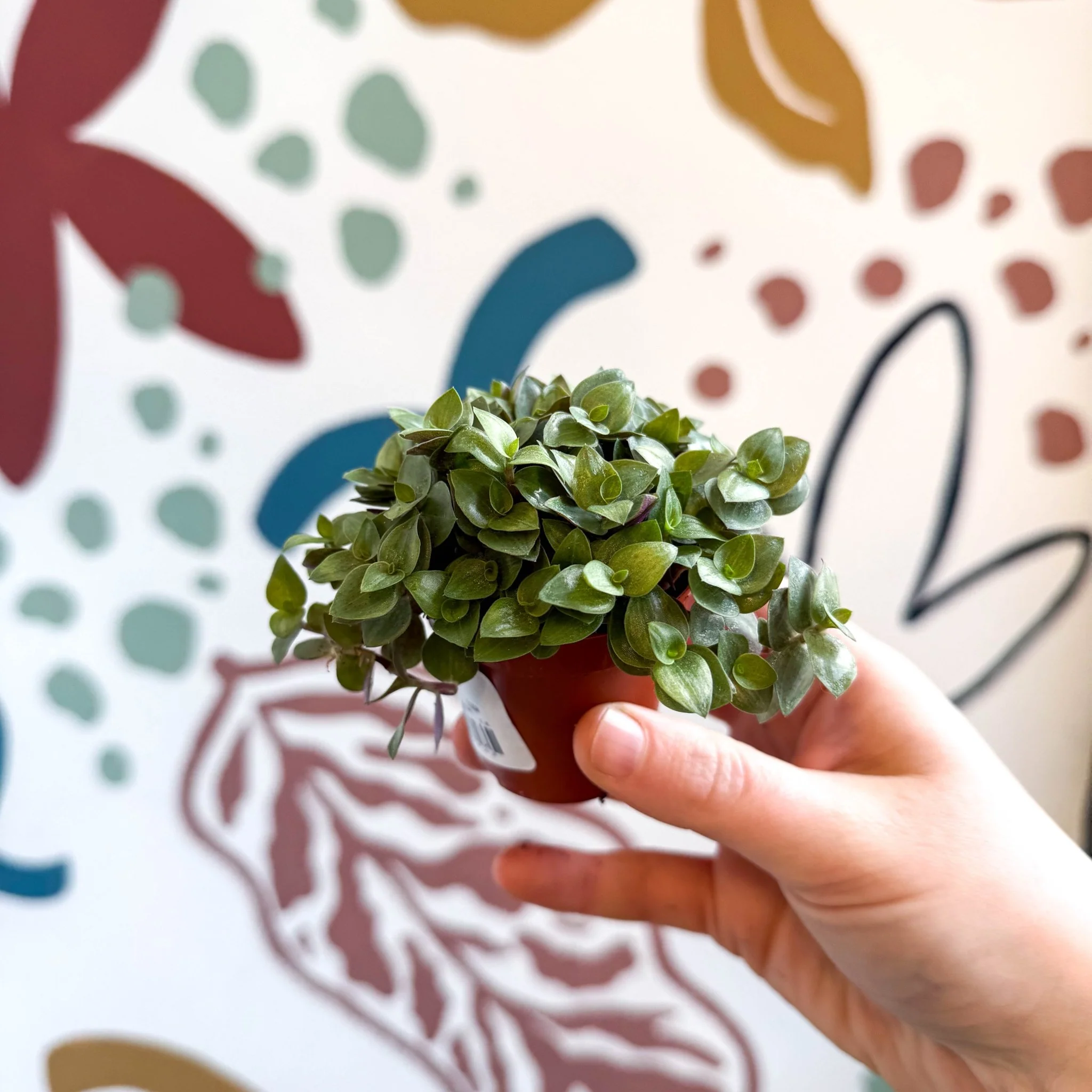 Callisia repens - Turtle Vine / Creeping Inch Plant - Image 13