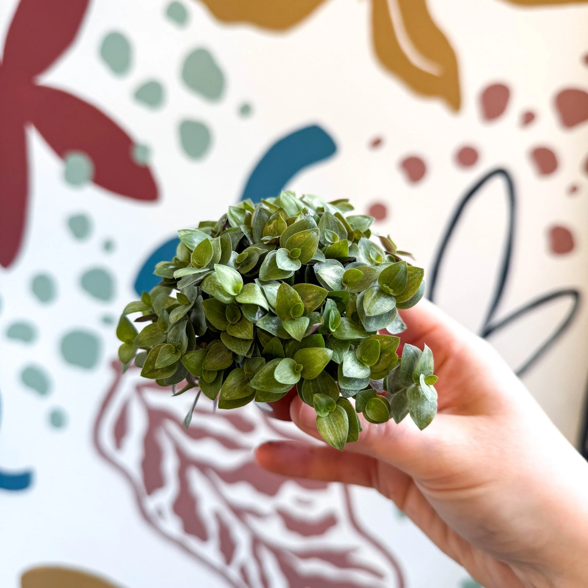 Callisia repens - Turtle Vine / Creeping Inch Plant - Image 14