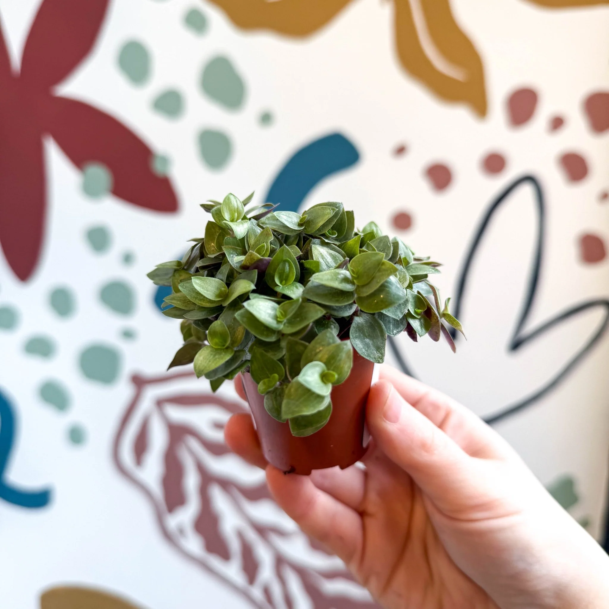 Callisia repens - Turtle Vine / Creeping Inch Plant - Image 15