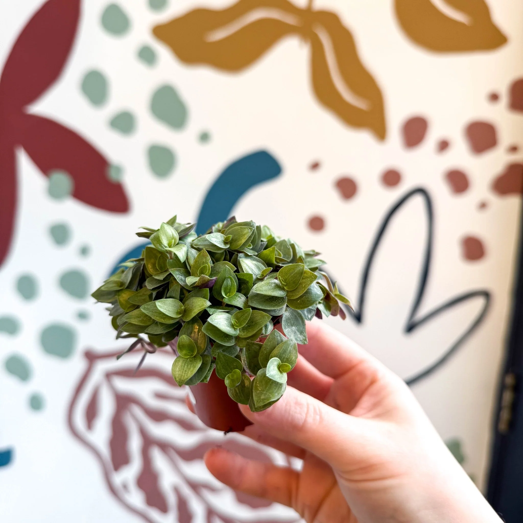 Callisia repens - Turtle Vine / Creeping Inch Plant - Image 16