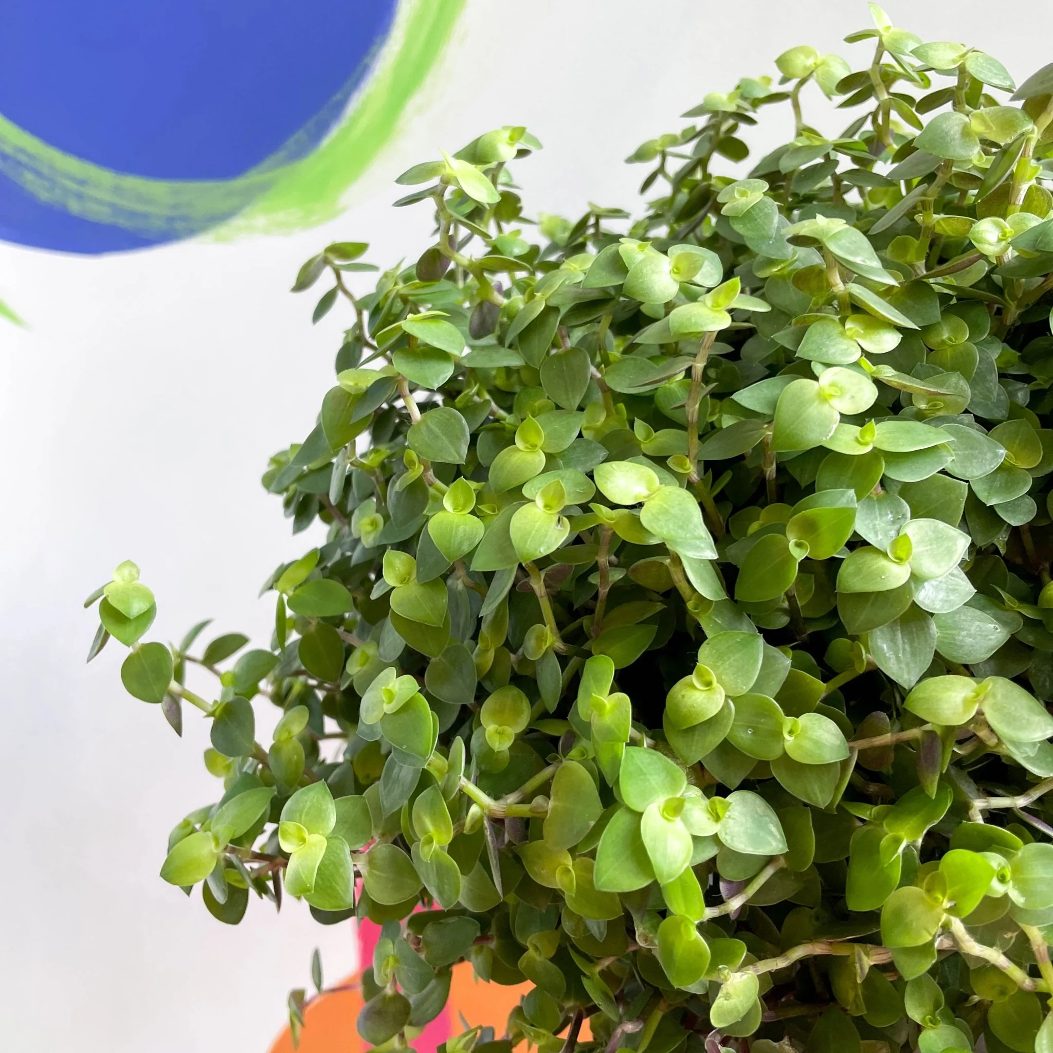 Callisia repens - Turtle Vine / Creeping Inch Plant - Image 2