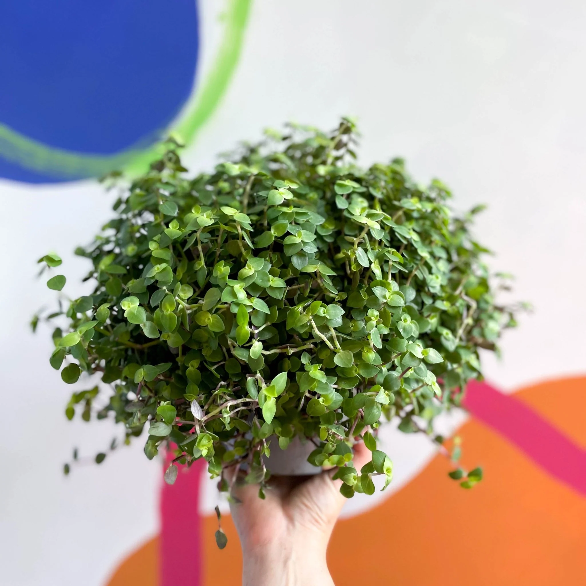 Callisia repens - Turtle Vine / Creeping Inch Plant - Image 3