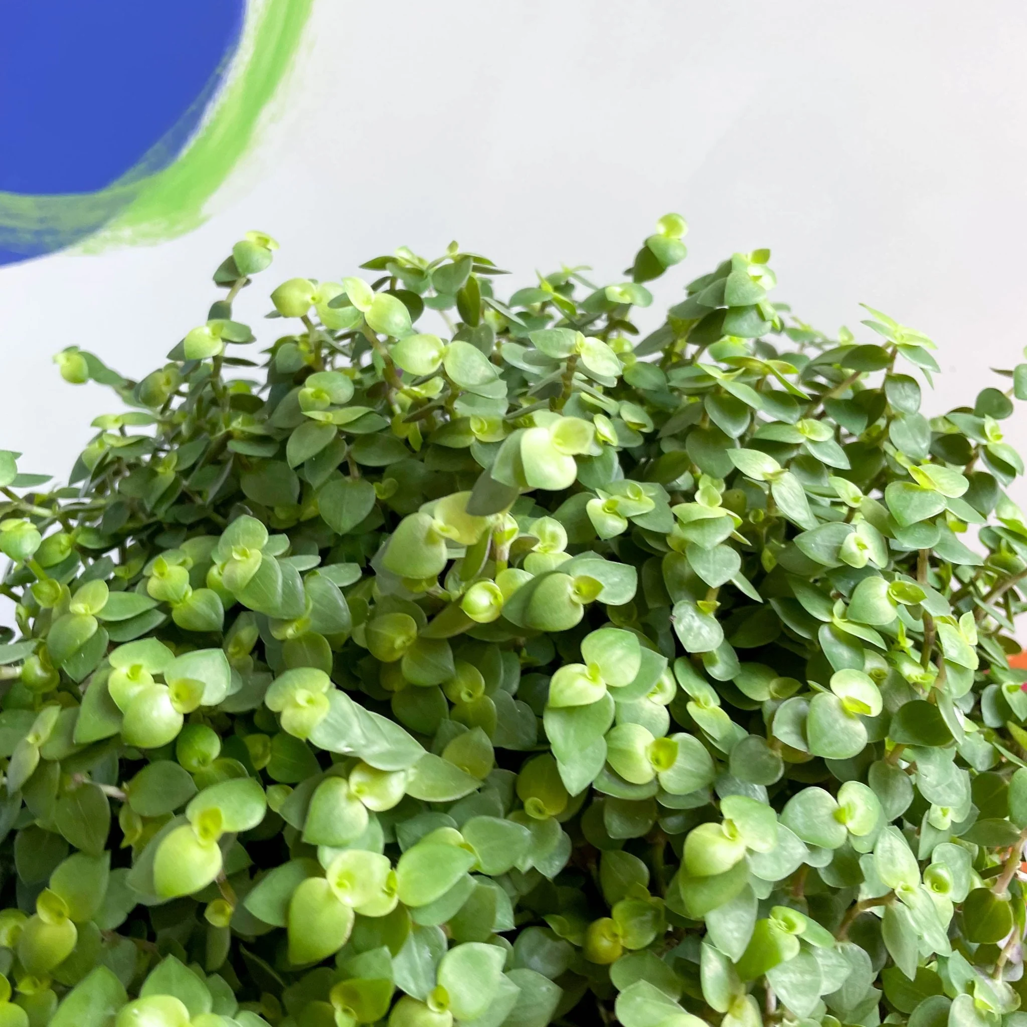 Callisia repens - Turtle Vine / Creeping Inch Plant - Image 4