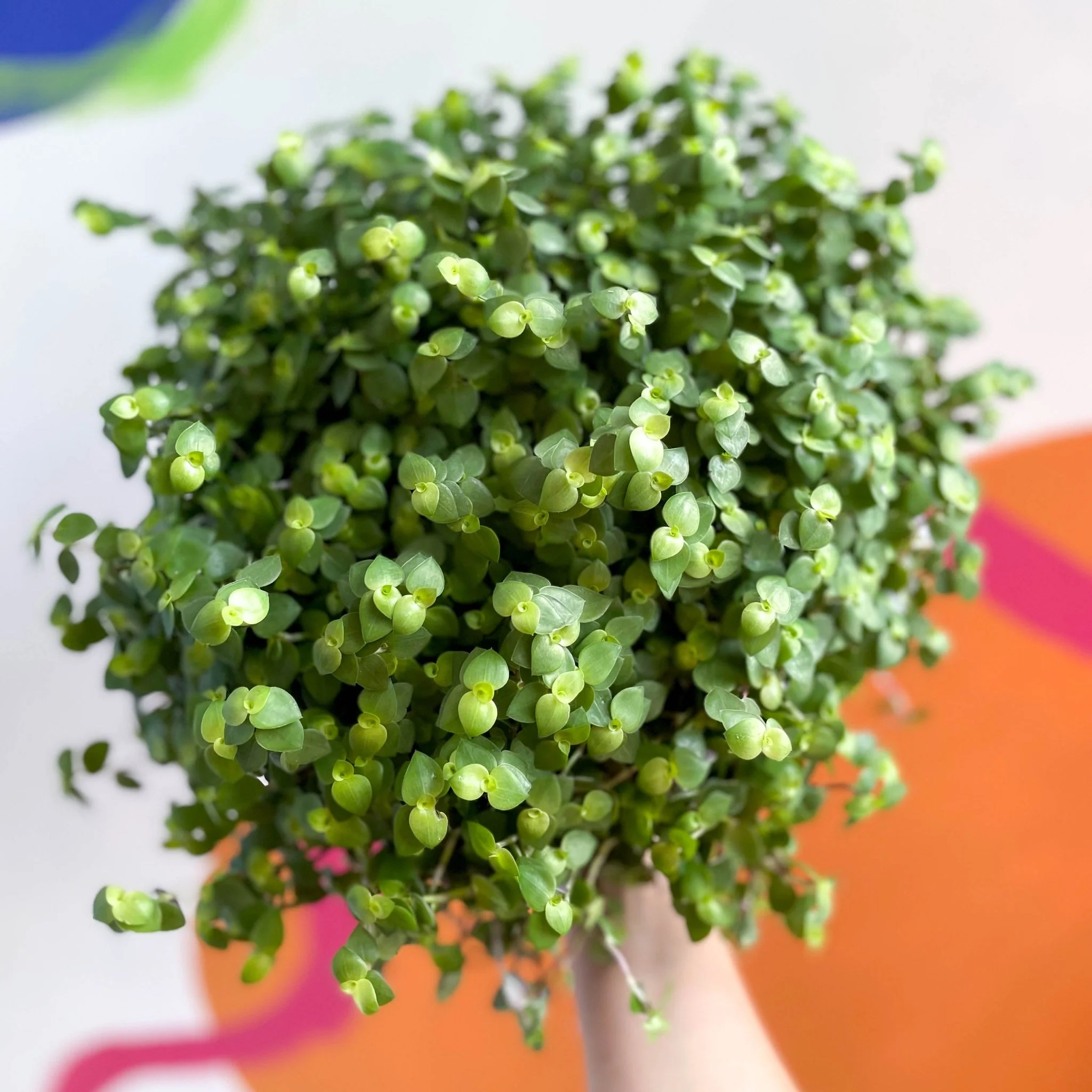 Callisia repens - Turtle Vine / Creeping Inch Plant - Image 5