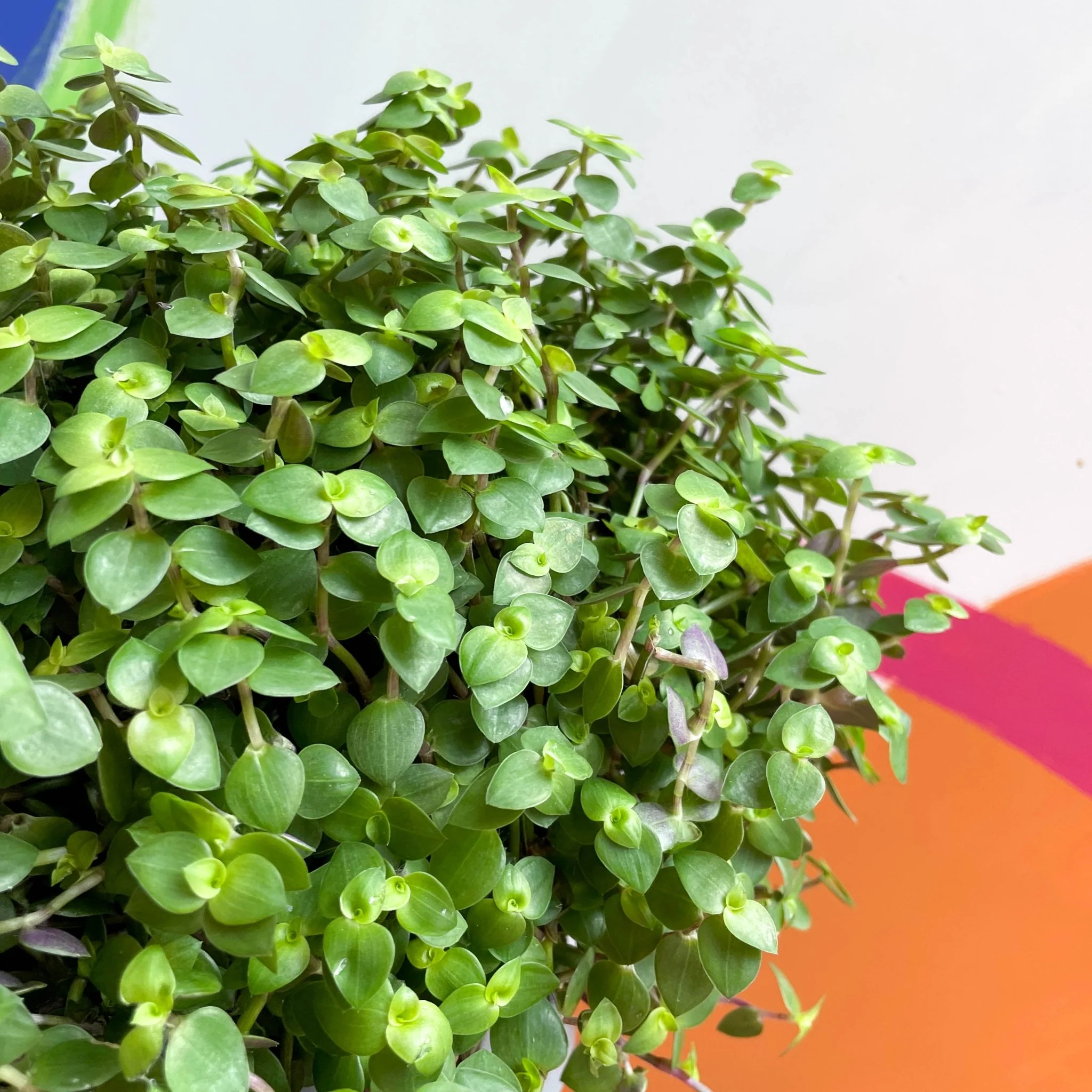 Callisia repens - Turtle Vine / Creeping Inch Plant - Image 6