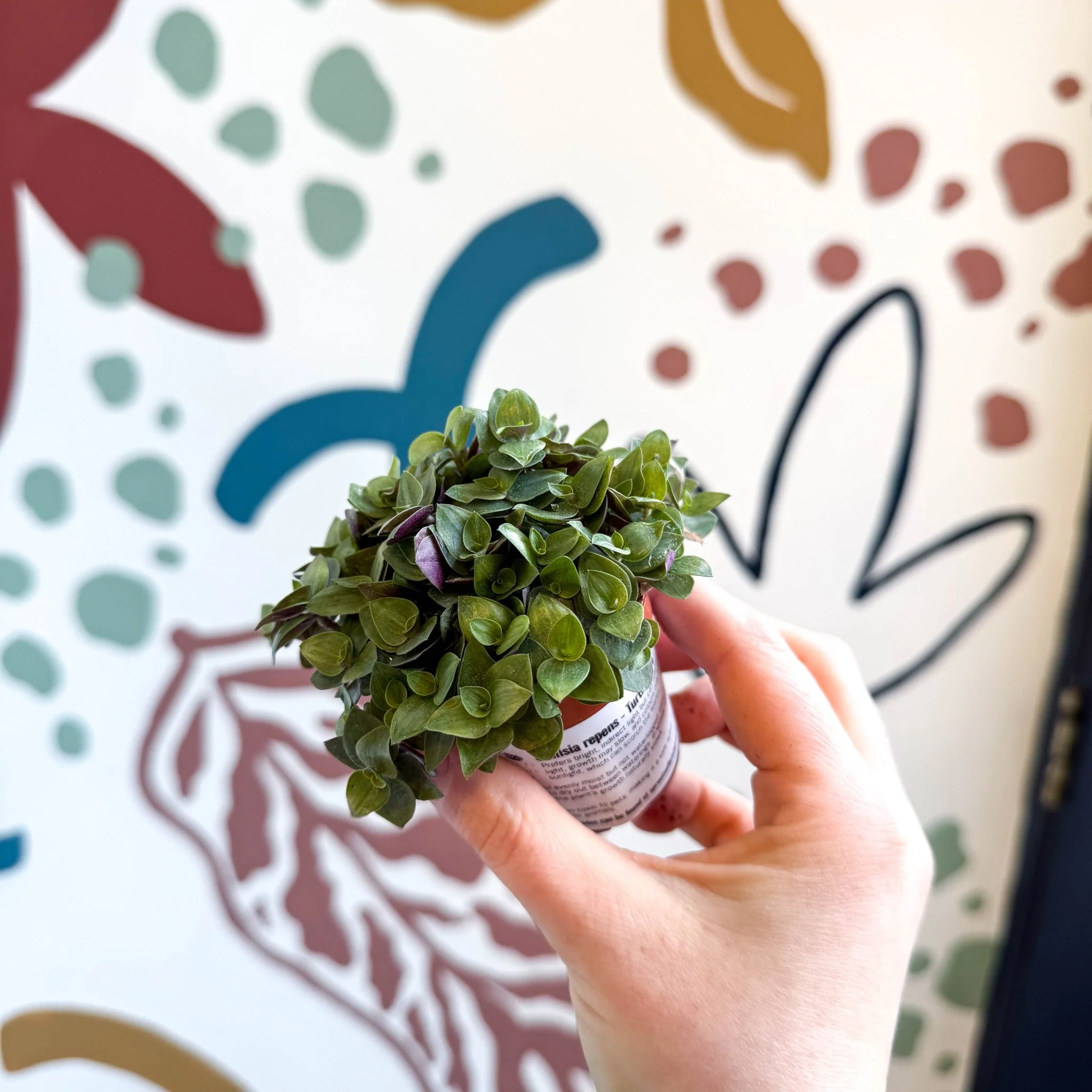 Callisia repens - Turtle Vine / Creeping Inch Plant - Image 8