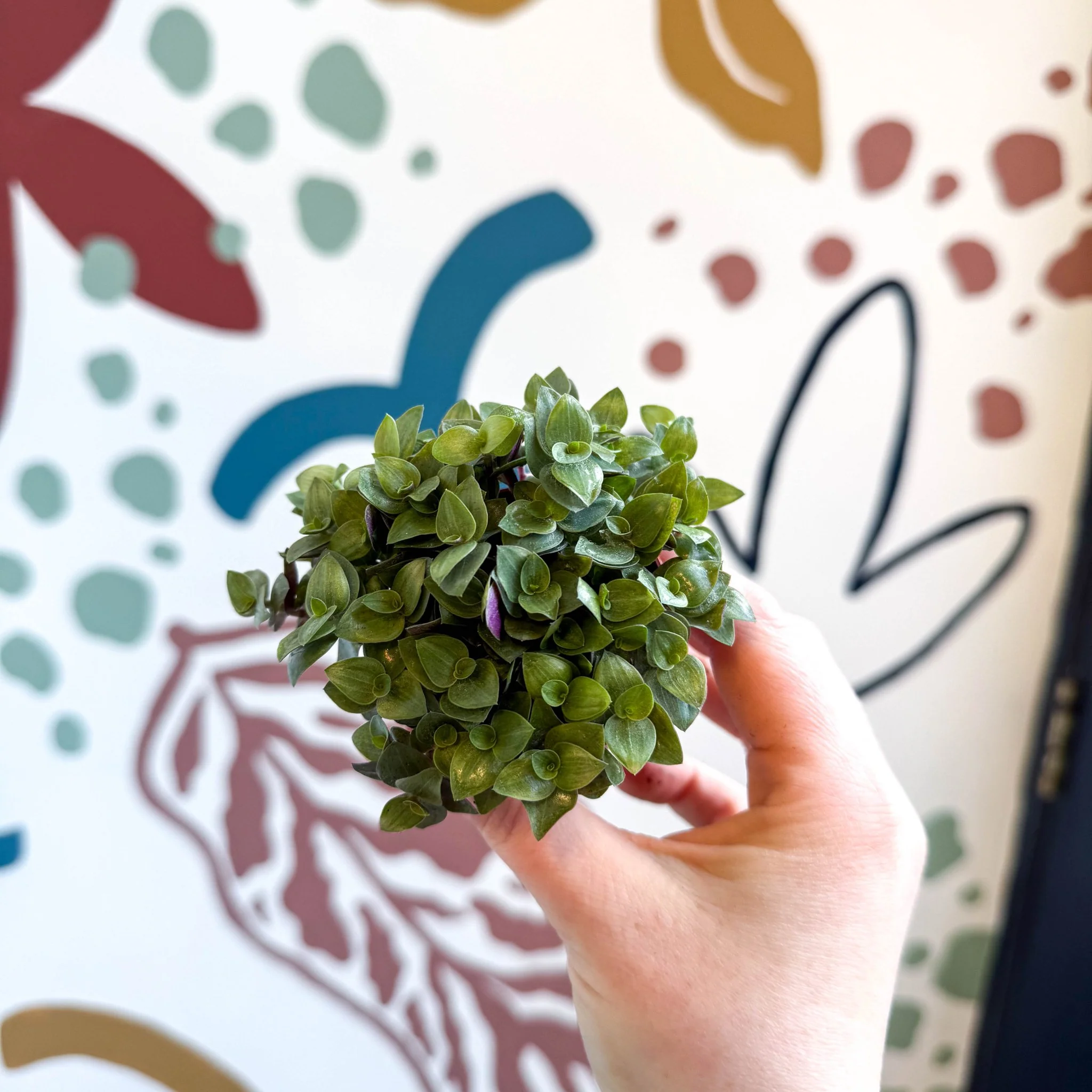 Callisia repens - Turtle Vine / Creeping Inch Plant - Image 9
