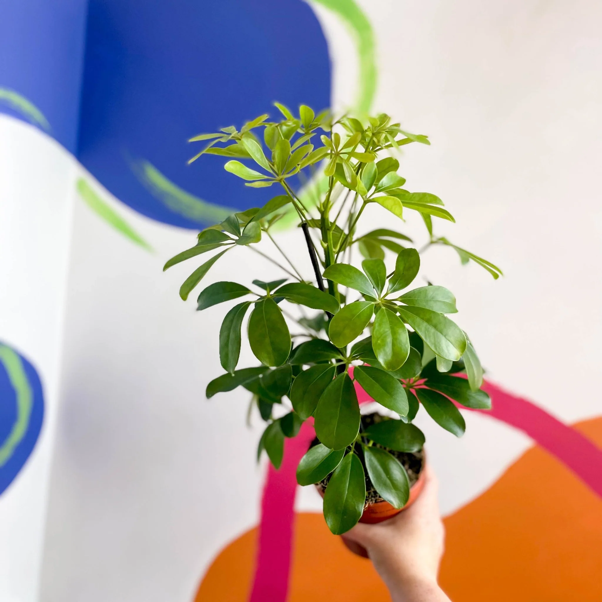 Schefflera arboricola 'Nora' - Umbrella Plant