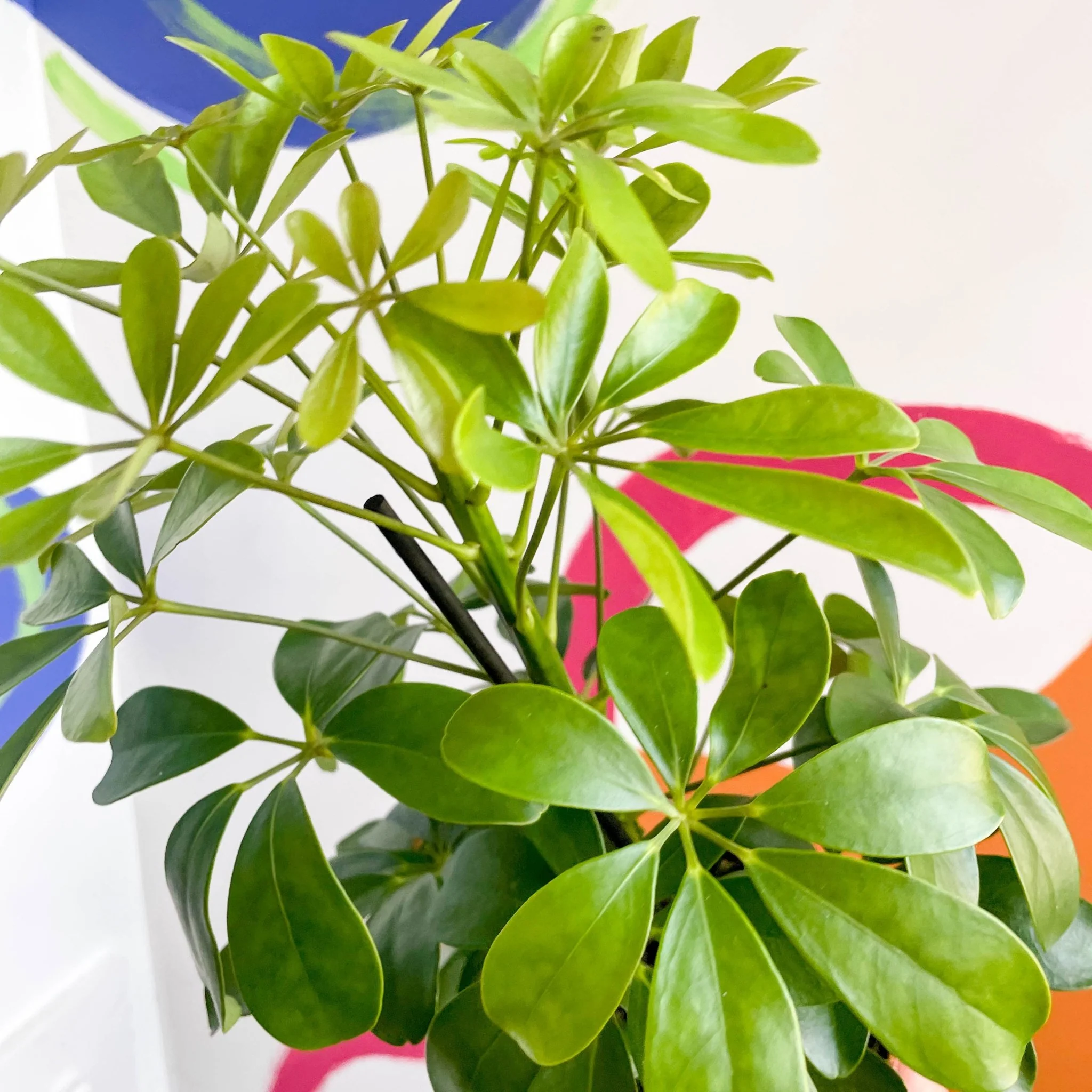 Schefflera arboricola 'Nora' - Umbrella Plant - Image 2