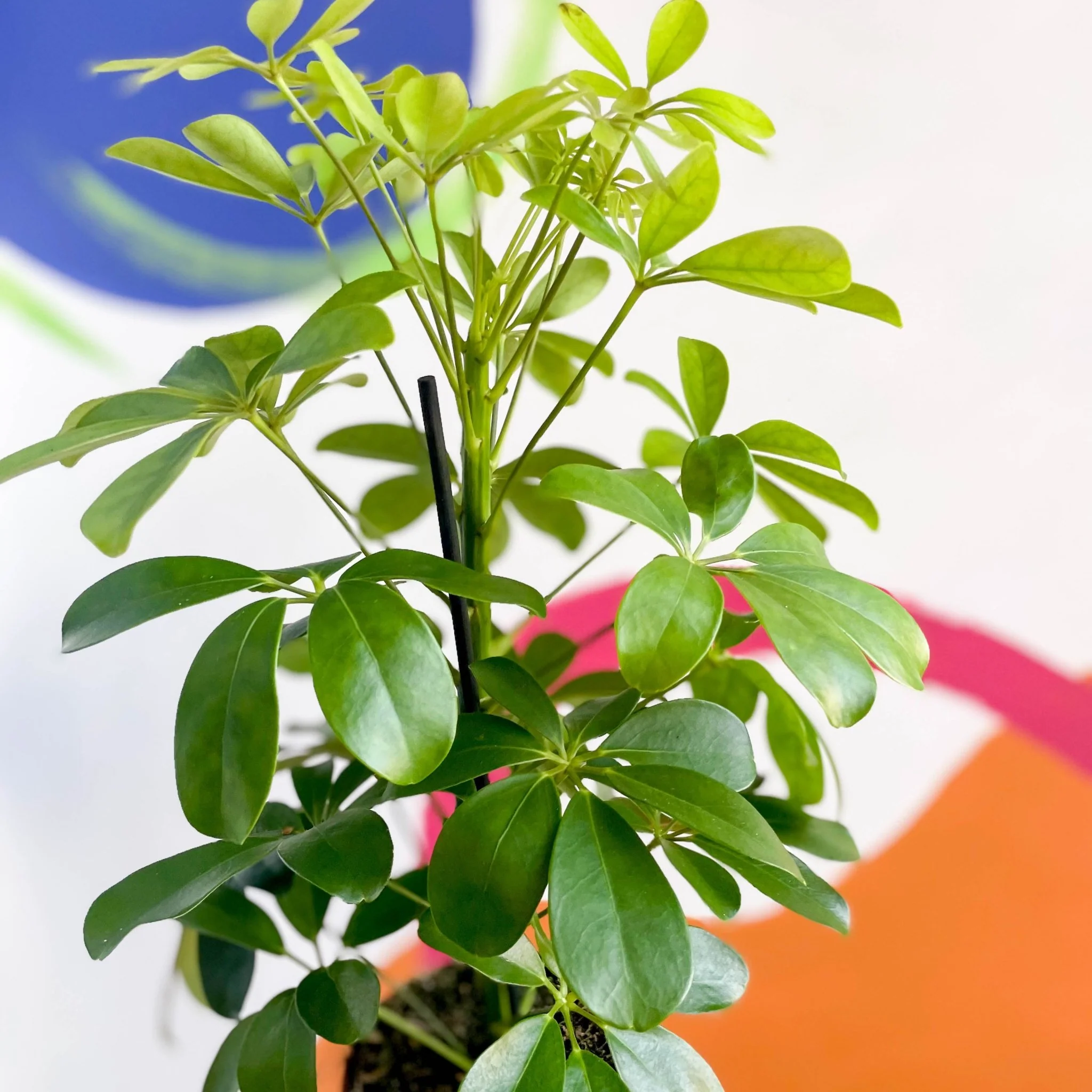 Schefflera arboricola 'Nora' - Umbrella Plant - Image 3