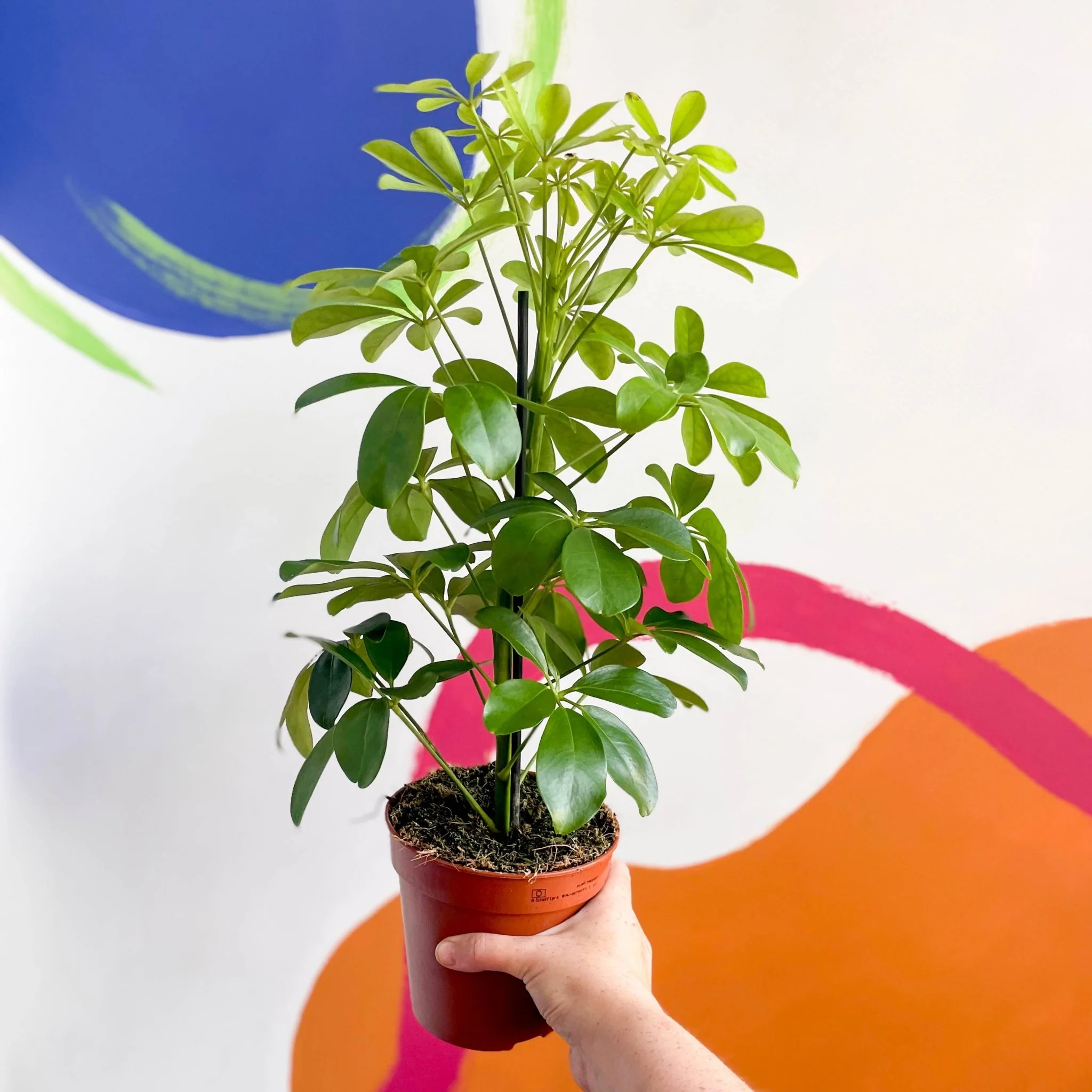 Schefflera arboricola 'Nora' - Umbrella Plant - Image 4