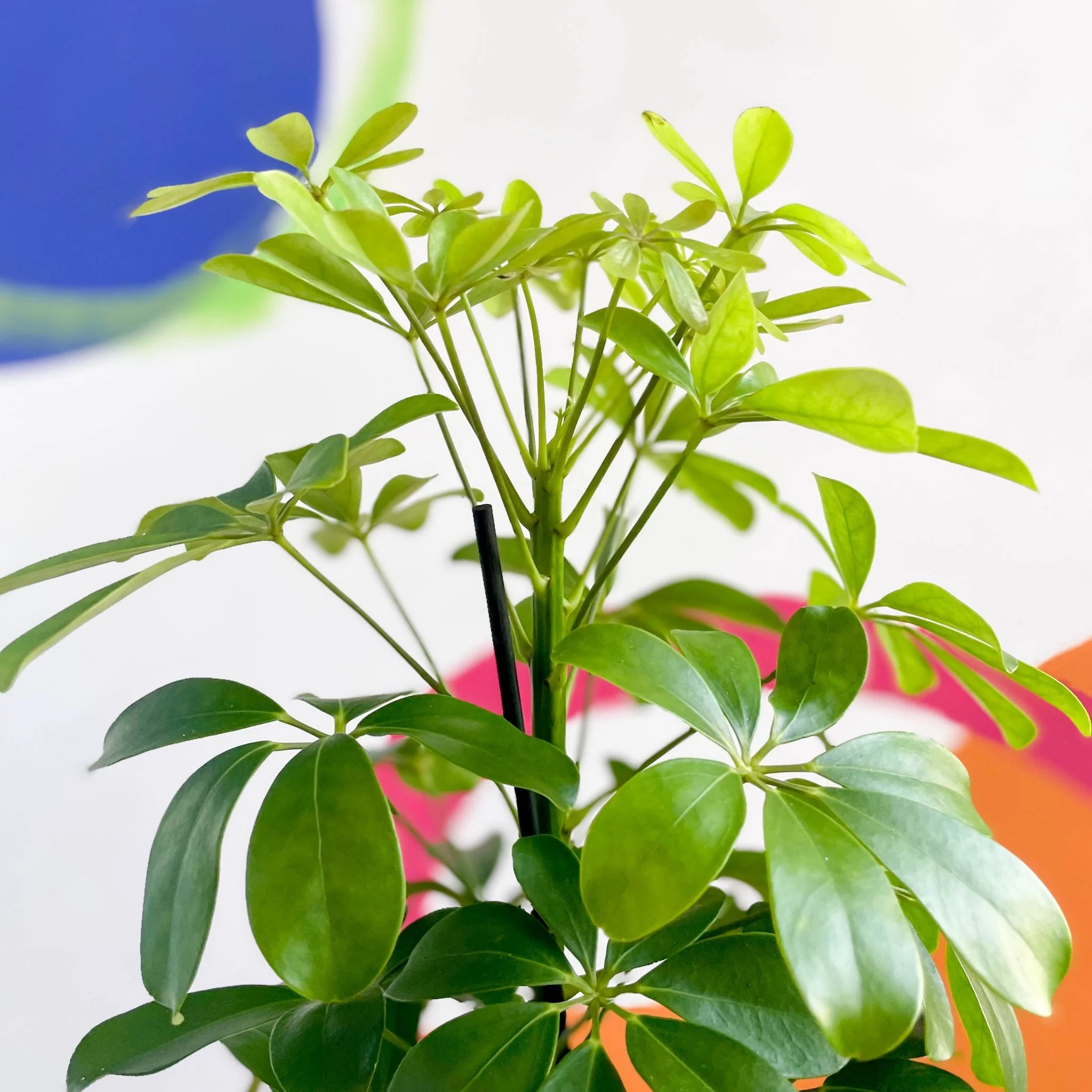 Schefflera arboricola 'Nora' - Umbrella Plant - Image 5