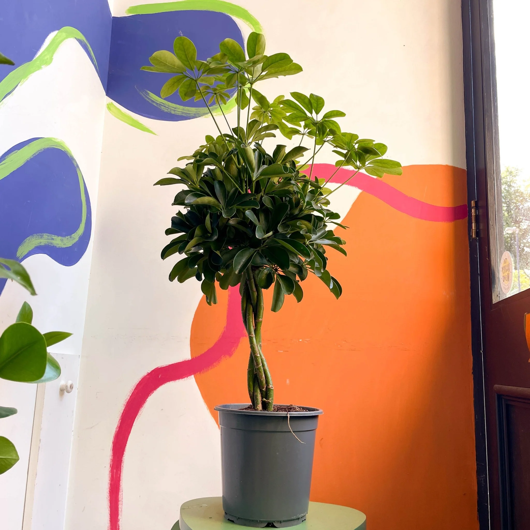 Schefflera arboricola 'Nora' - Umbrella Plant - Image 6