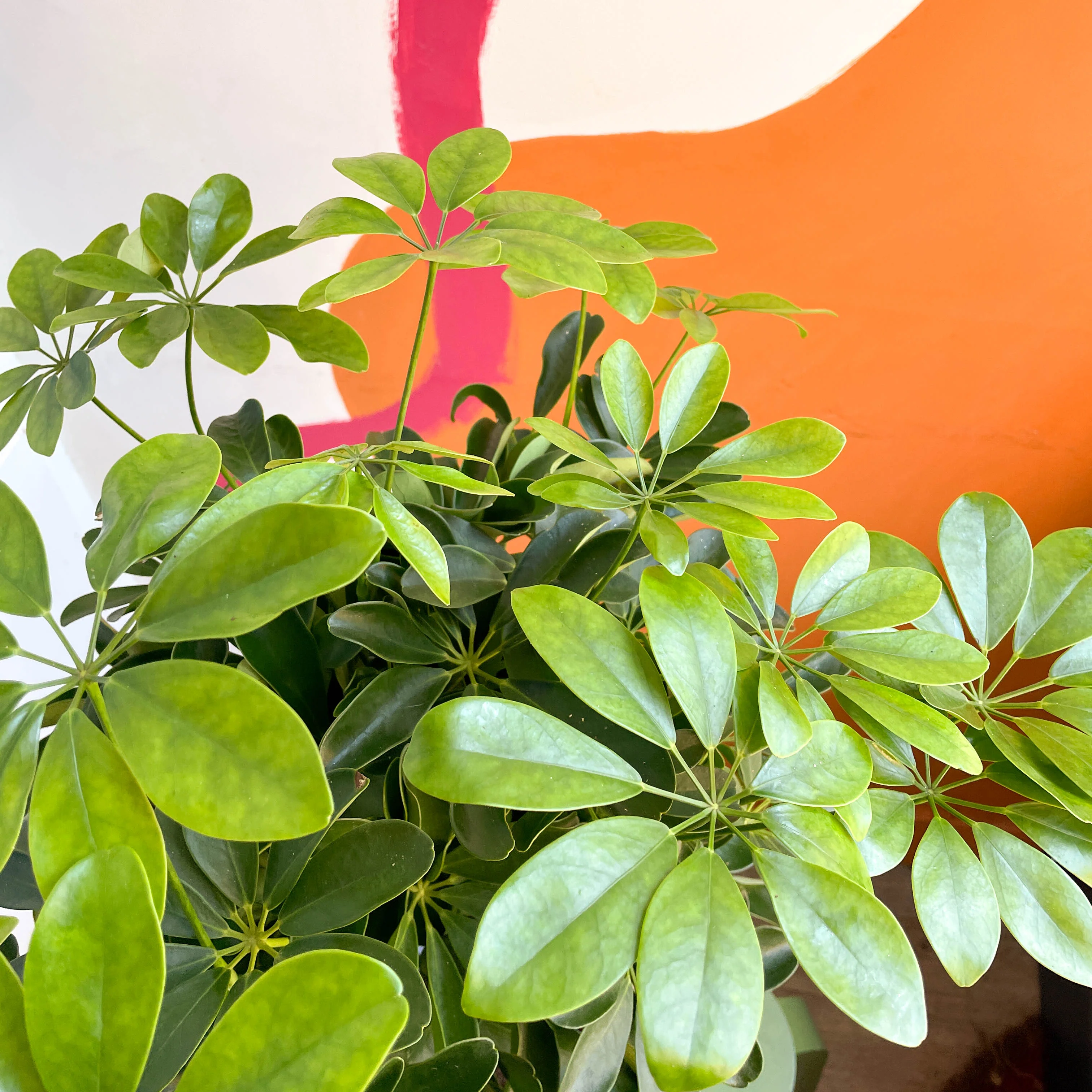 Schefflera arboricola 'Nora' - Umbrella Plant - Image 7