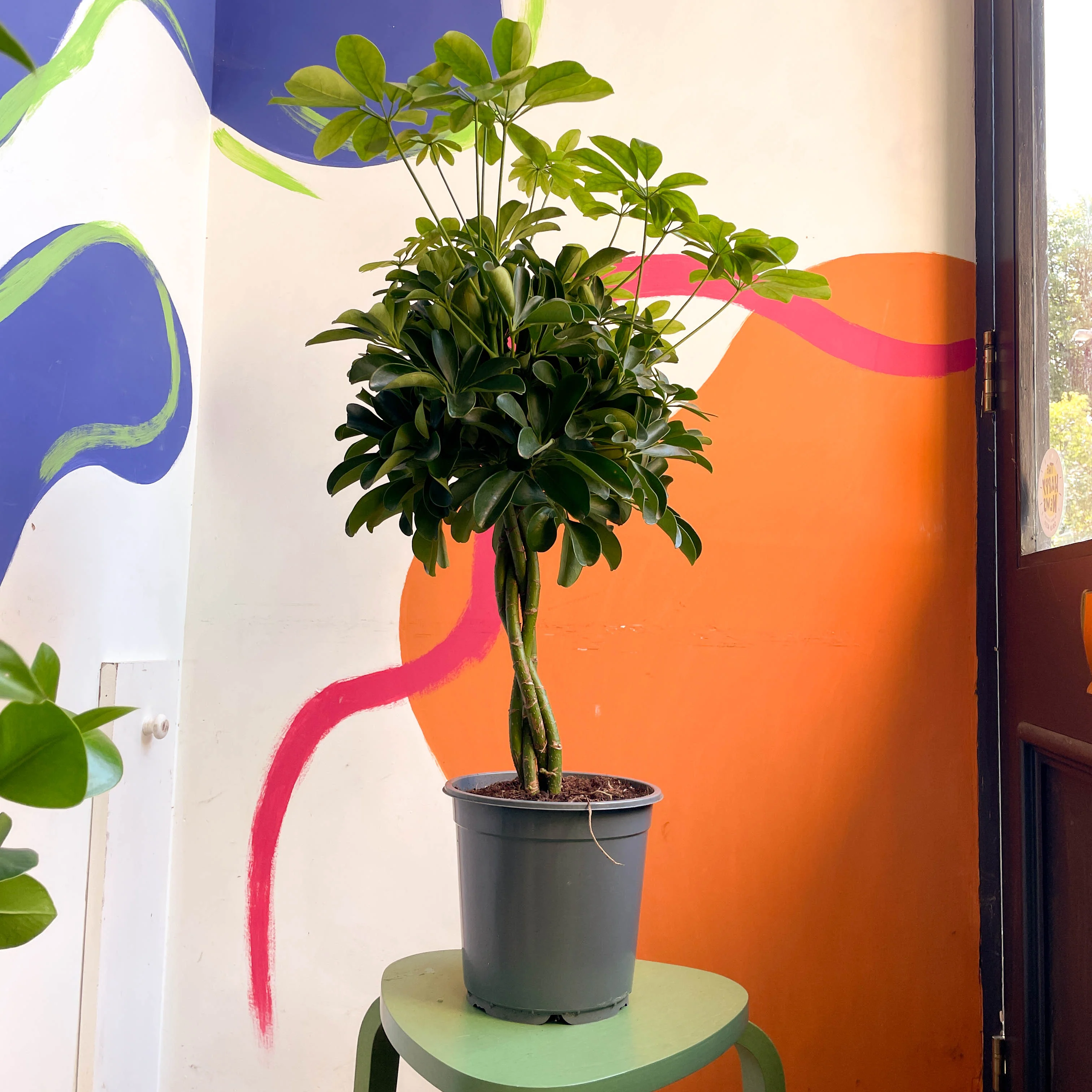 Schefflera arboricola 'Nora' - Umbrella Plant - Image 8