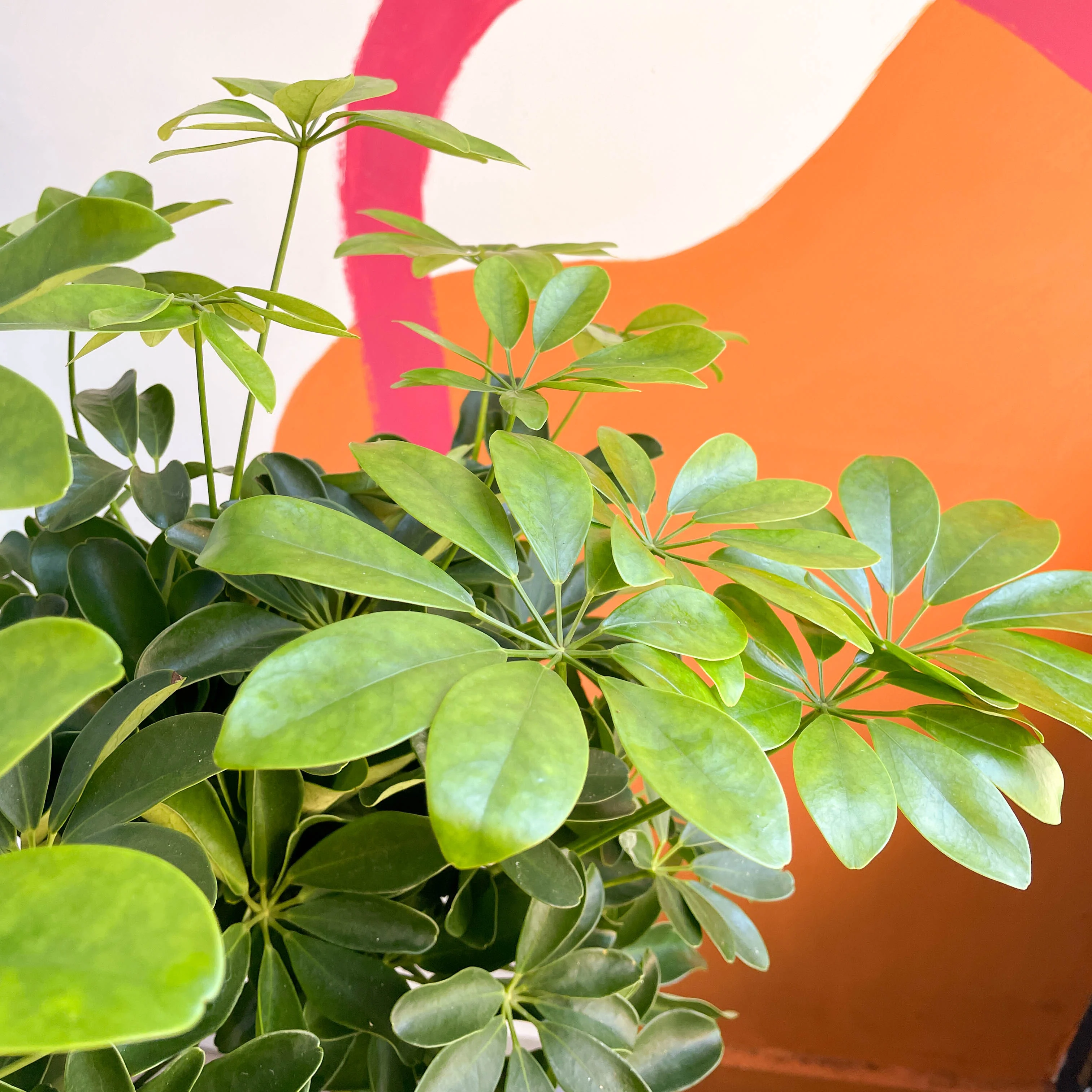 Schefflera arboricola 'Nora' - Umbrella Plant - Image 9