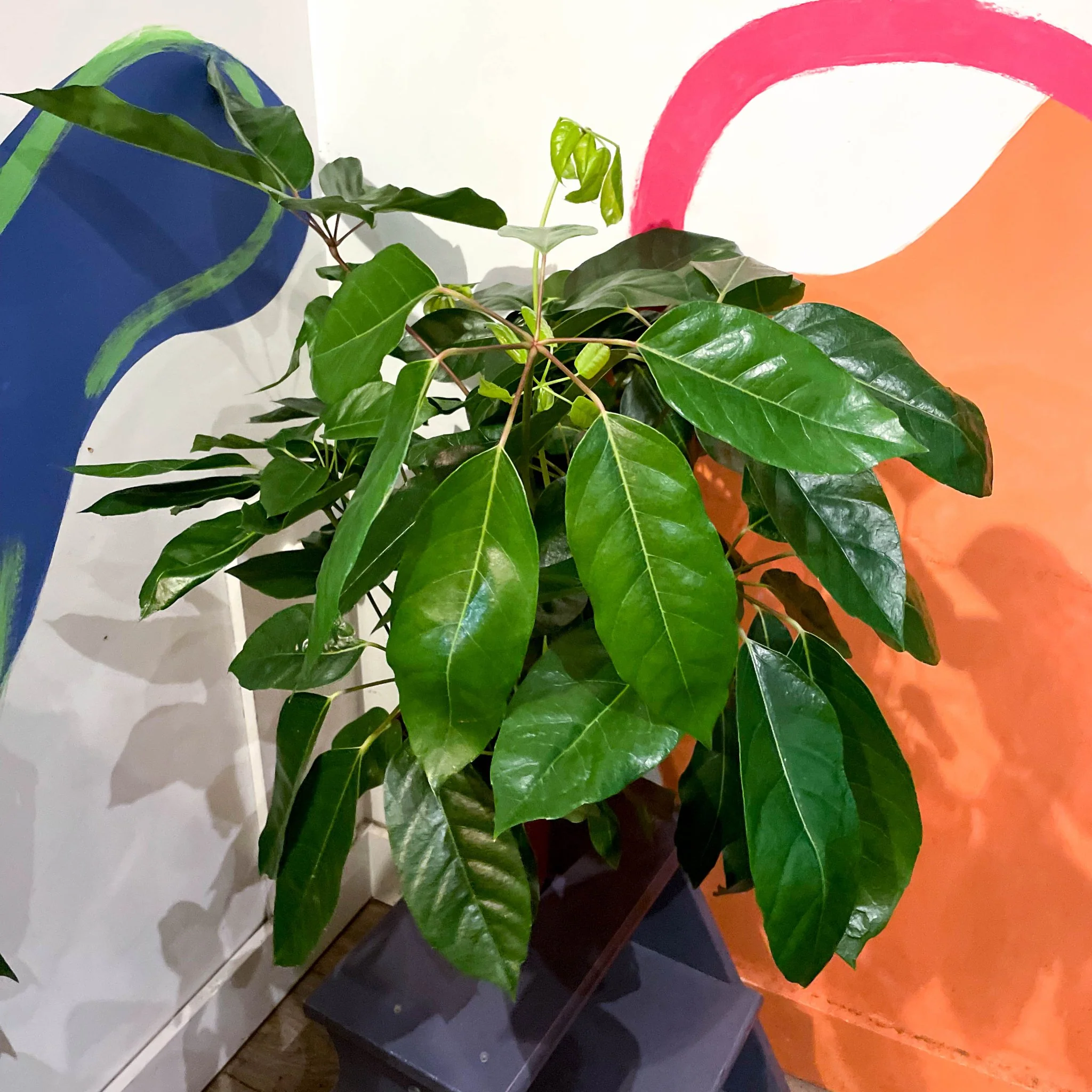 Umbrella Tree - Schefflera actinophylla 'Amate'