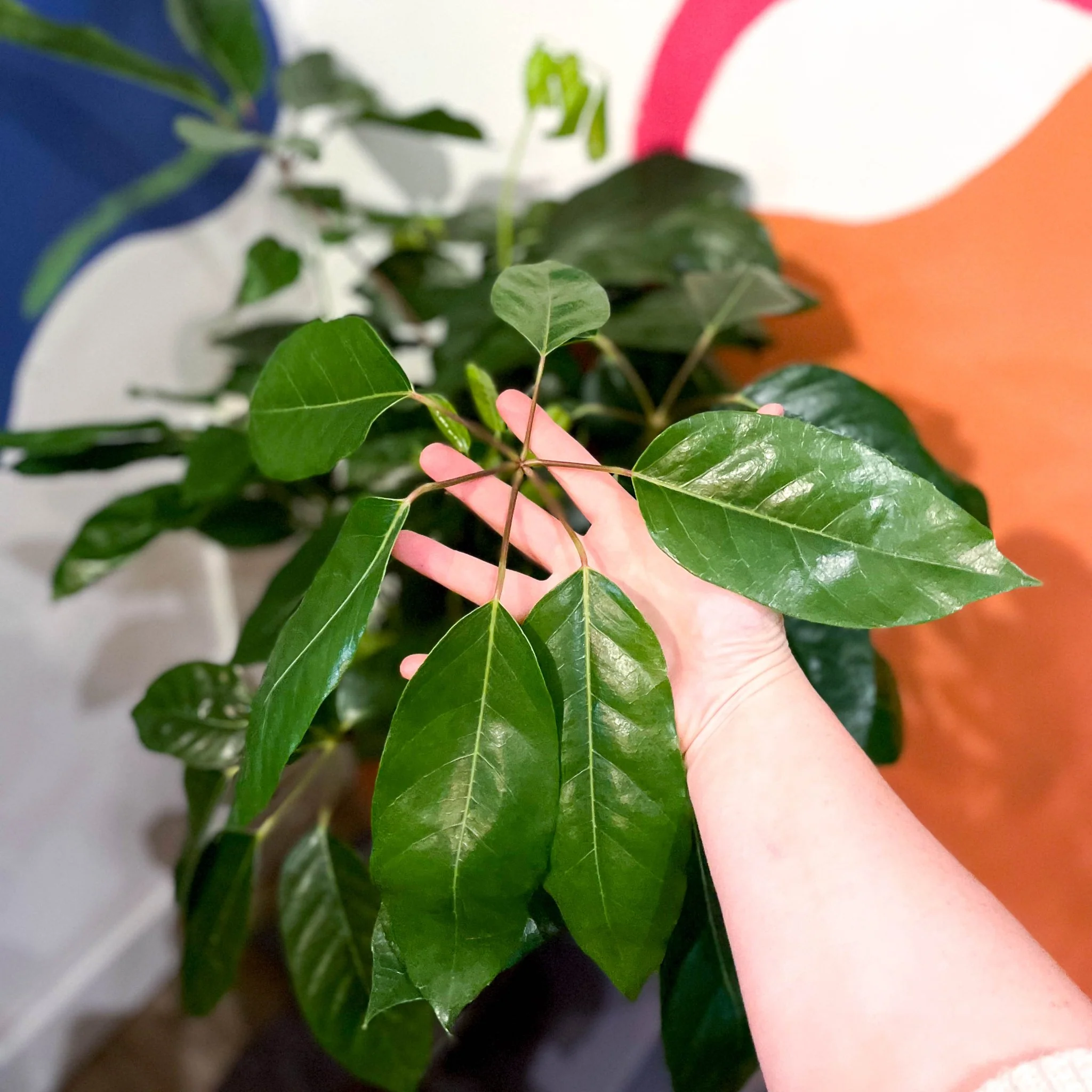 Umbrella Tree - Schefflera actinophylla 'Amate' - Image 2