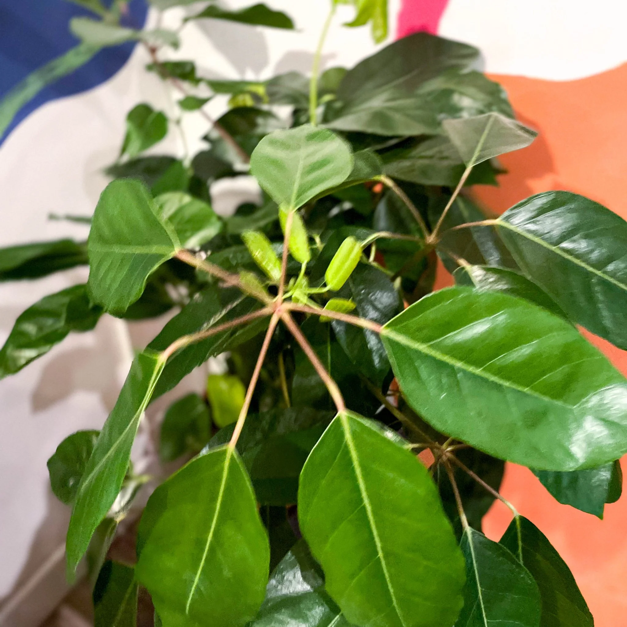 Umbrella Tree - Schefflera actinophylla 'Amate' - Image 3